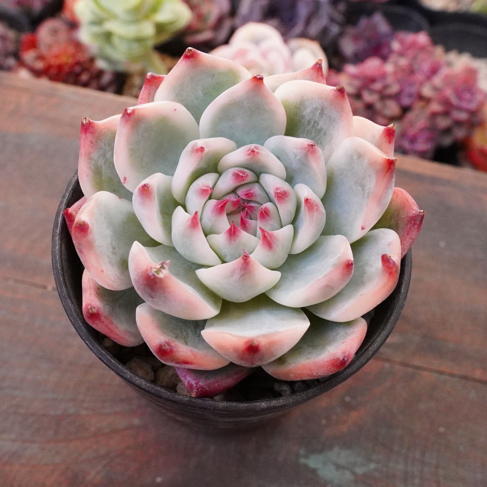 再々入荷※【チワワエンシス錦 2】覆輪斑 韓国多肉 斑入り 大人気