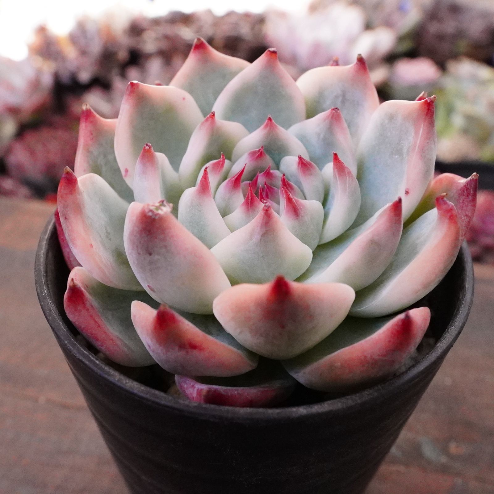 斑入り植物専門店〜錦〜　同梱価格　２点 斑入り植物専門店〜錦〜様 リクエスト 2点 まとめ商品