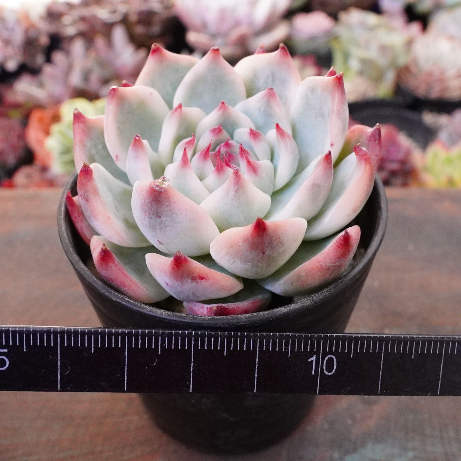 再々入荷※【チワワエンシス錦 2】覆輪斑 韓国多肉 斑入り 大人気