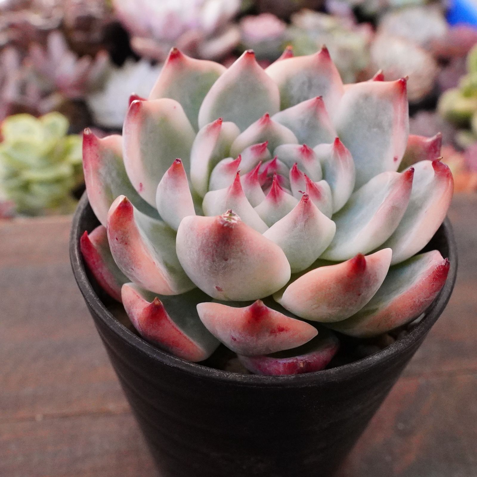 再々入荷※【チワワエンシス錦 2】覆輪斑 韓国多肉 斑入り 大人気