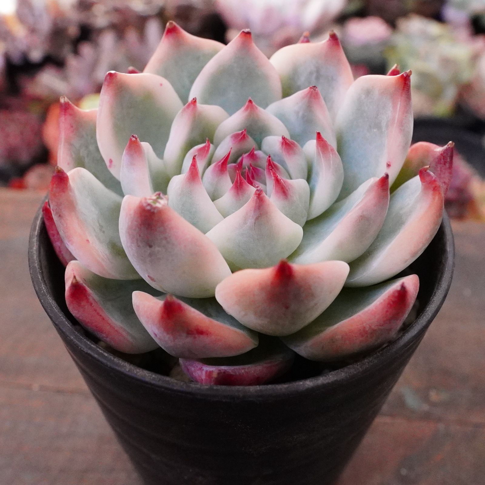 再々入荷※【チワワエンシス錦 2】覆輪斑 韓国多肉 斑入り 大人気