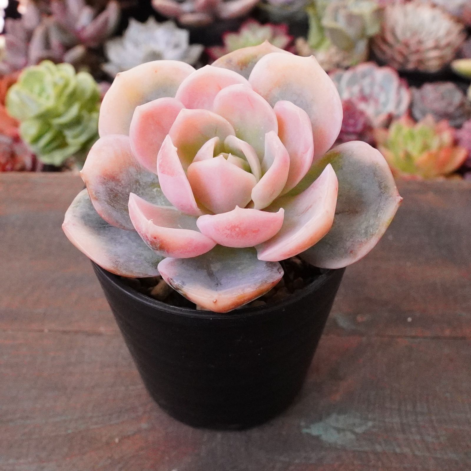 ❤️専用出品❤️ブルーサプライズ錦❤️抜き苗❤️ブルー札 ❤️専用出品❤️ブルーサプライズ錦❤️抜き苗❤️ブルー札 ❤️専用出品