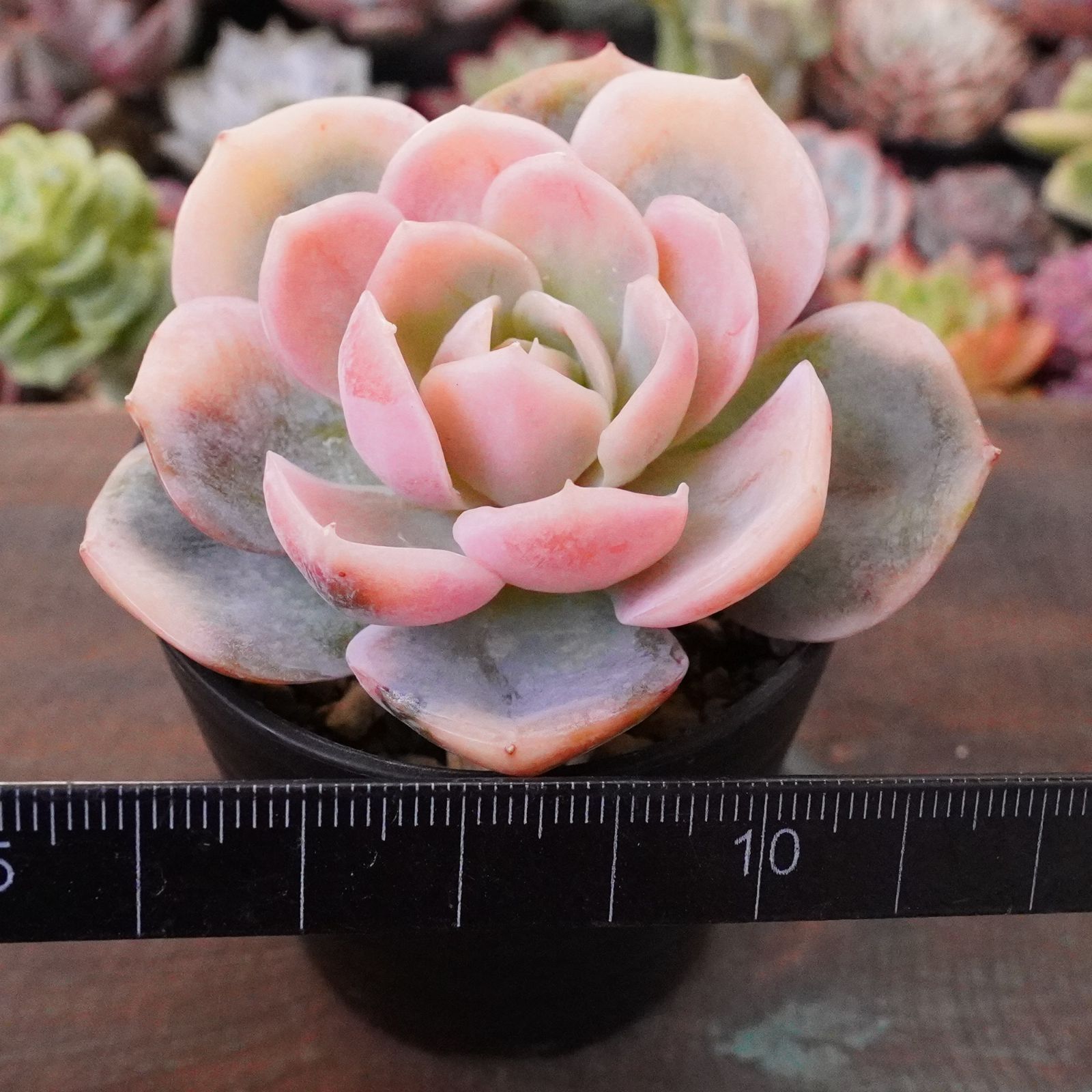 BLACKFRIDAY15%OFF！※再入荷※【ブルーサプライズ錦】エケベリア 斑入り