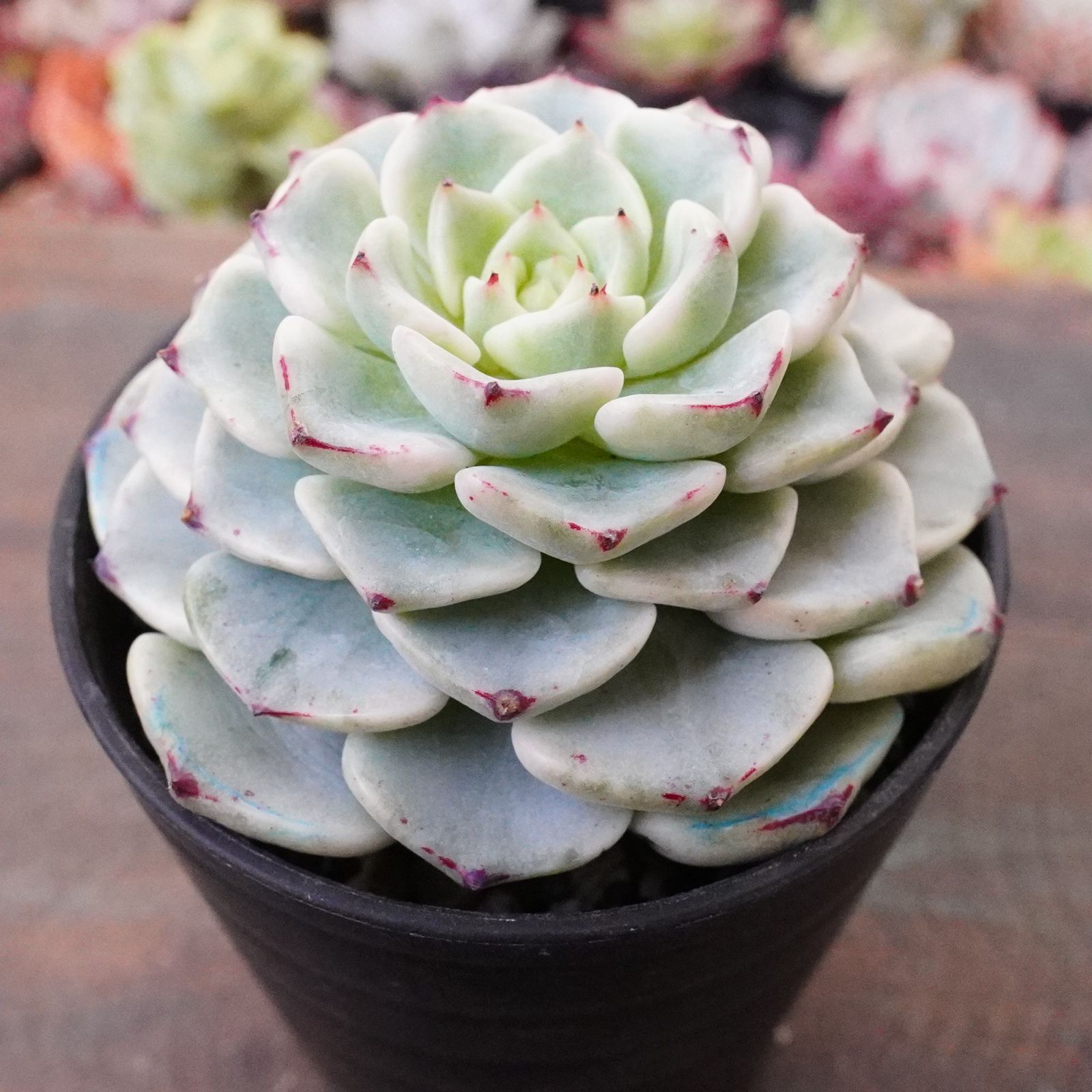 激レア※ 【沙羅姫牡丹錦 1】斑入り エケベリア 極上 韓国多肉 - メルカリ