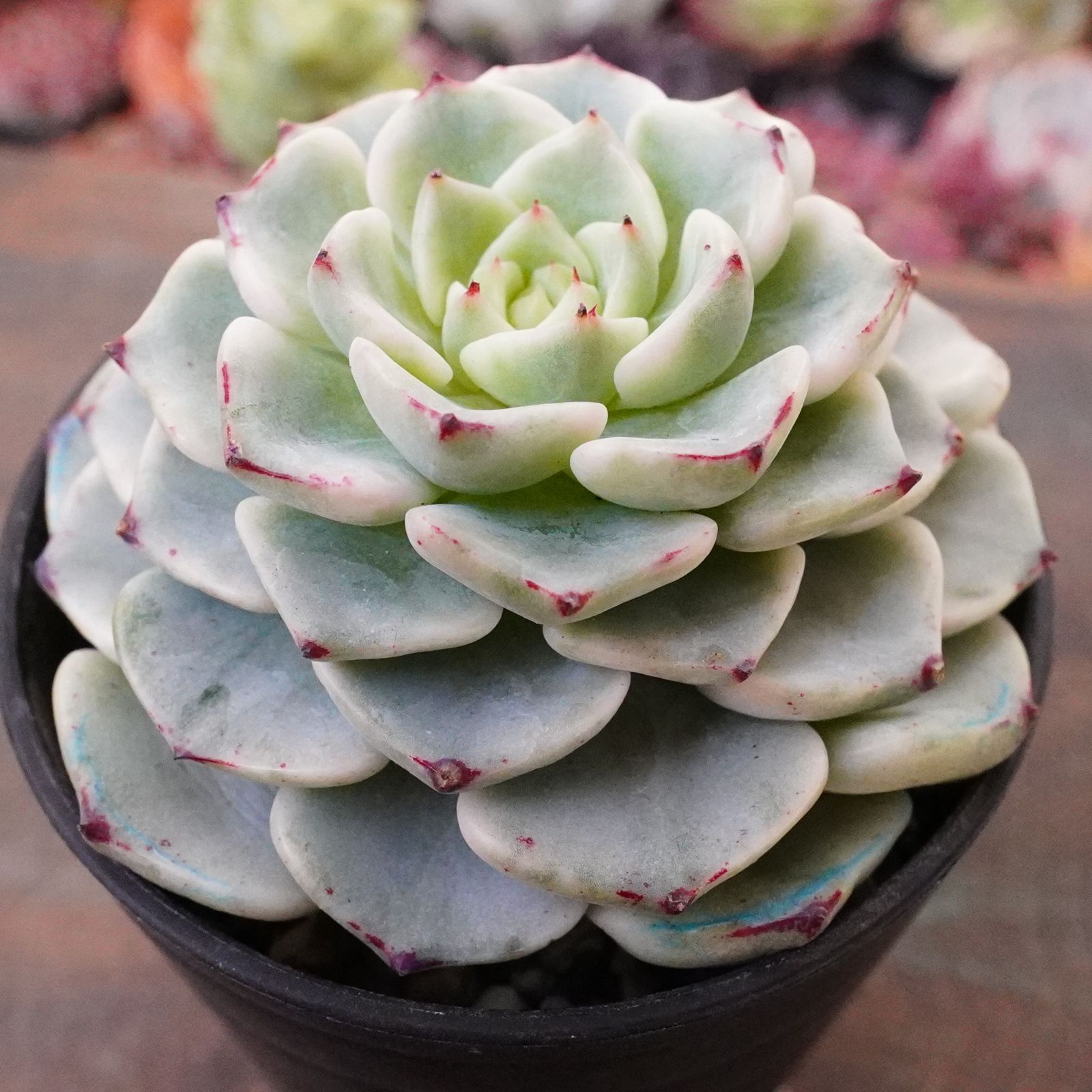 激レア※ 【沙羅姫牡丹錦 1】斑入り エケベリア 極上 韓国多肉 - メルカリ