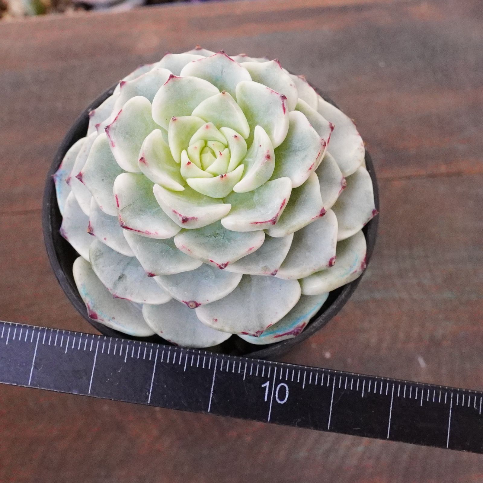 激レア※ 【沙羅姫牡丹錦 1】斑入り エケベリア 極上 韓国多肉 - メルカリ