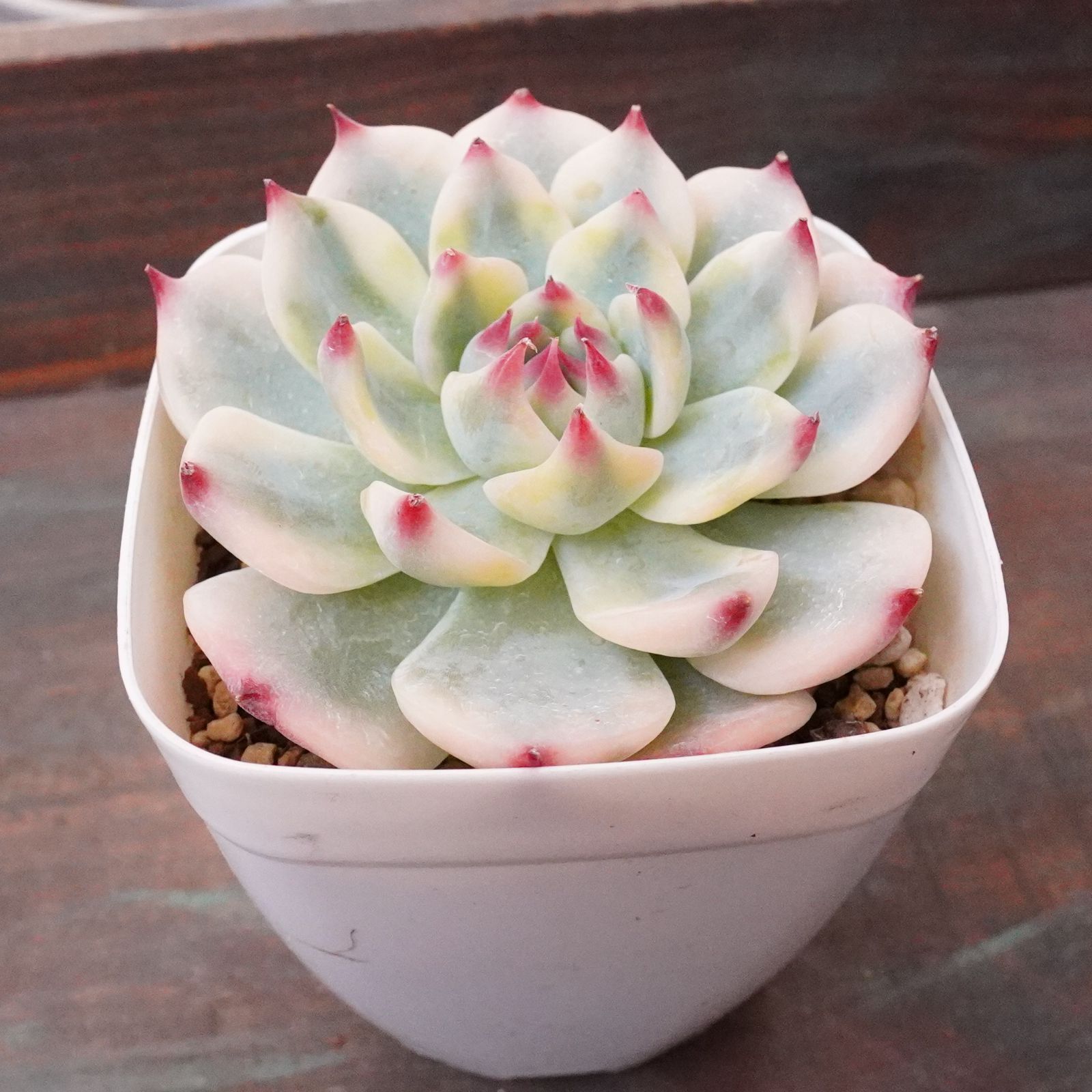 匿名配送　宅配便　極上　熟株　大株　チワワエンシス錦　覆輪斑　糊斑　根付き苗 匿名配送 宅配便 極上 熟株 大株 チワワエンシス錦 覆輪斑 糊斑 根付き