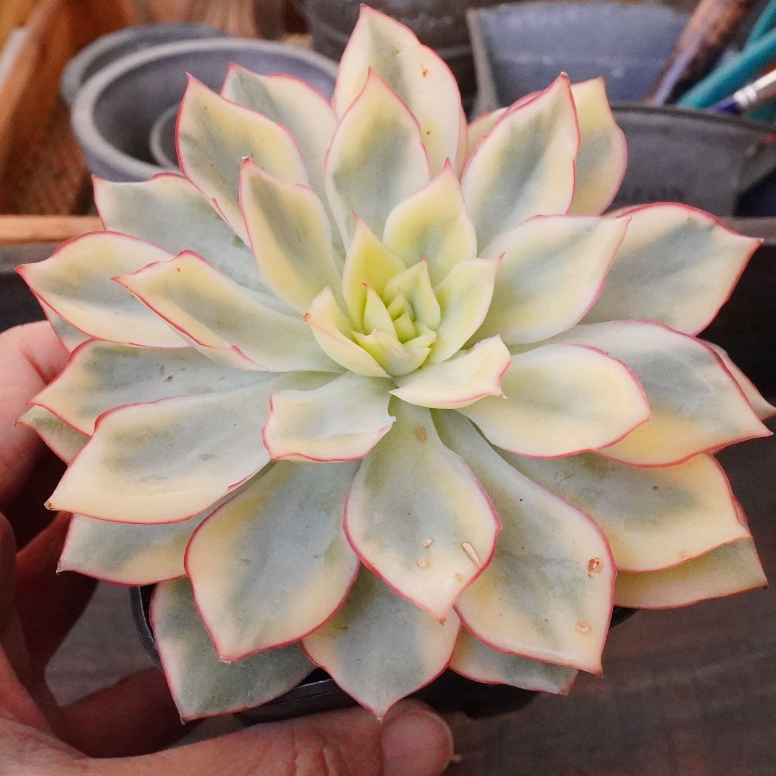 ムーンガドニス錦 】エケベリア 韓国多肉 斑入り - メルカリ