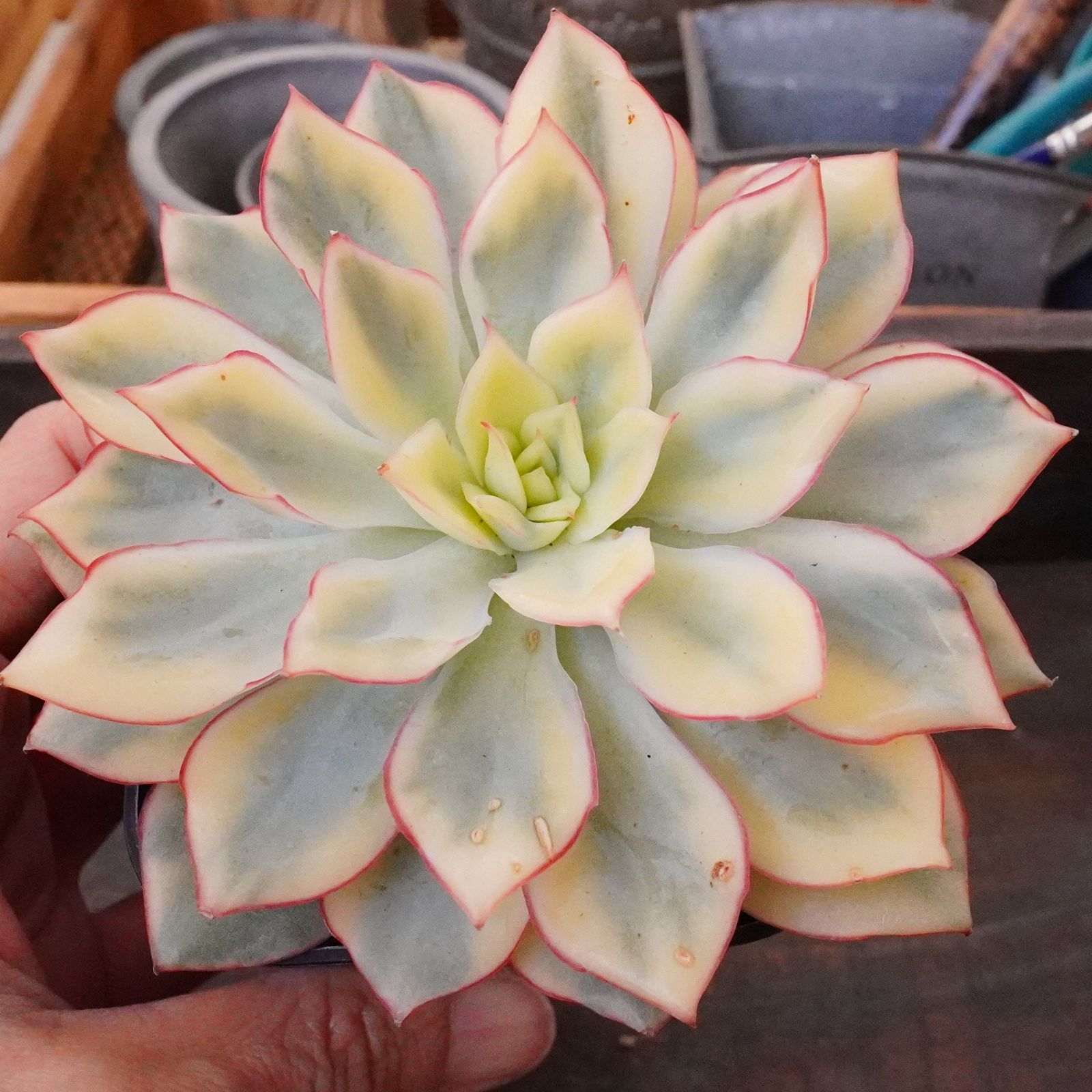 ムーンガドニス錦 】エケベリア 韓国多肉 斑入り - メルカリ