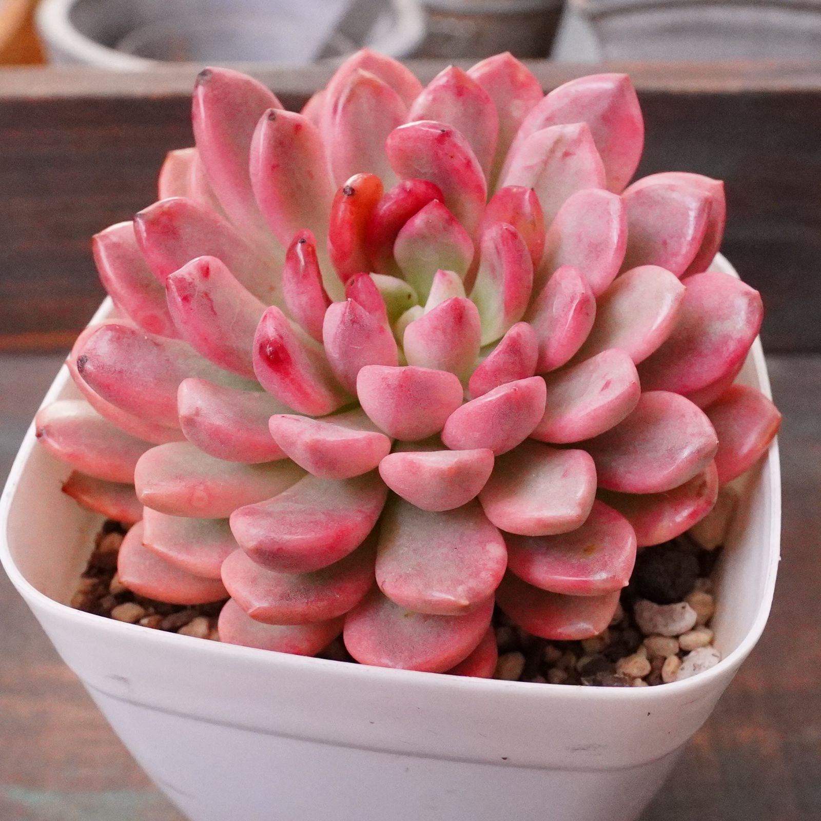 極美※【ピンクルビー錦 】覆輪斑 韓国多肉 斑入り 大人気 ピンクル