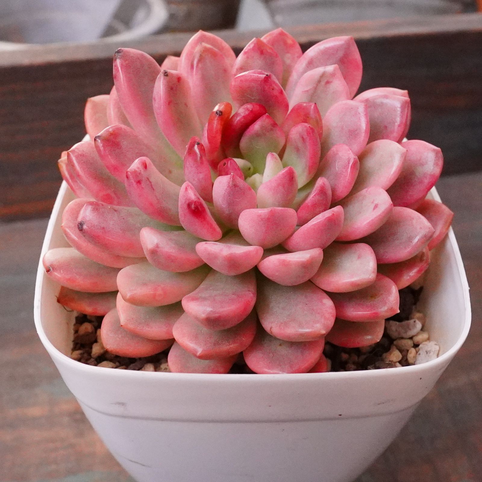 美 ピンクルビー錦 覆輪斑 韓国多肉 斑入り ピンクルルビー