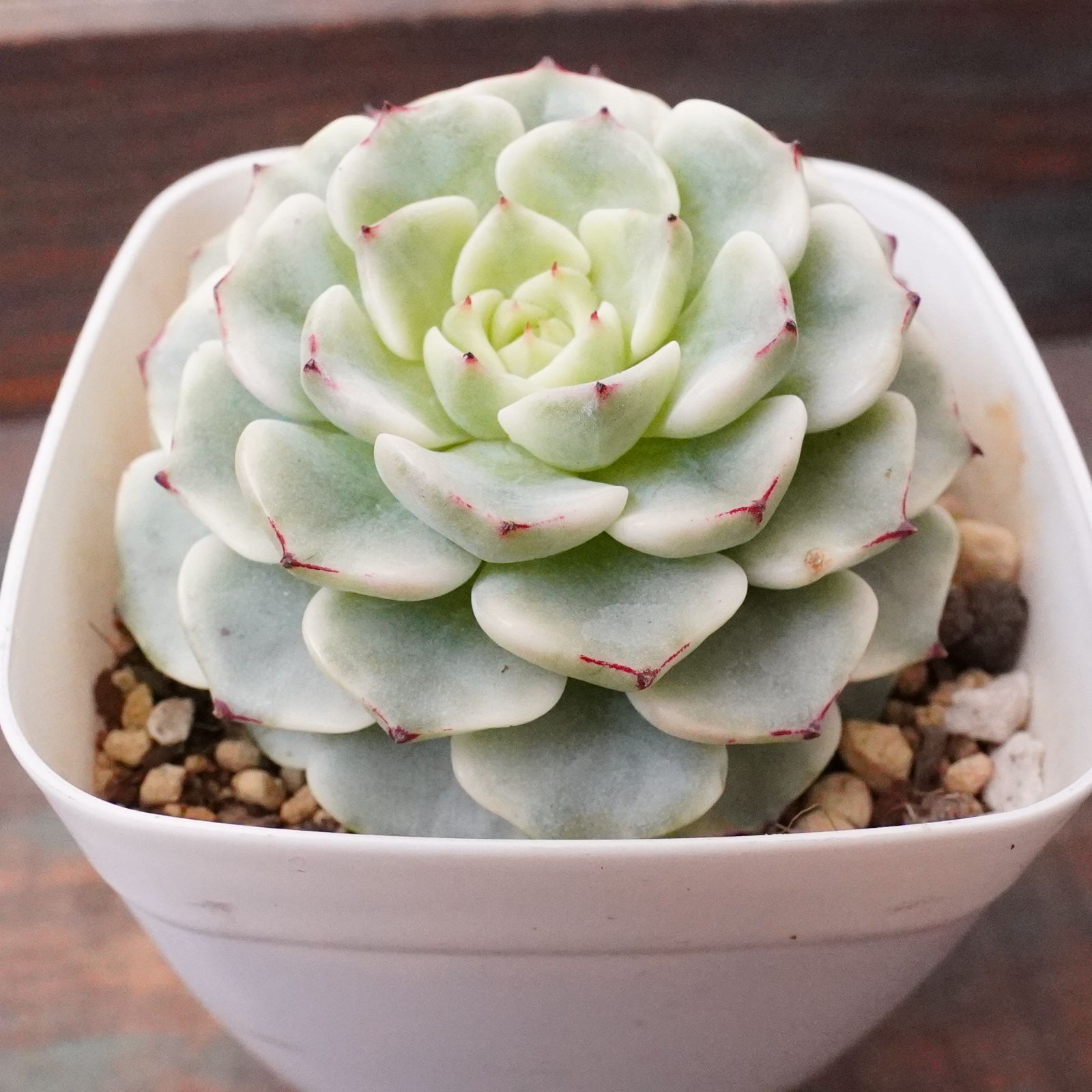 激レア※ 【沙羅姫牡丹錦 2】斑入り エケベリア 極上 韓国多肉 - メルカリ