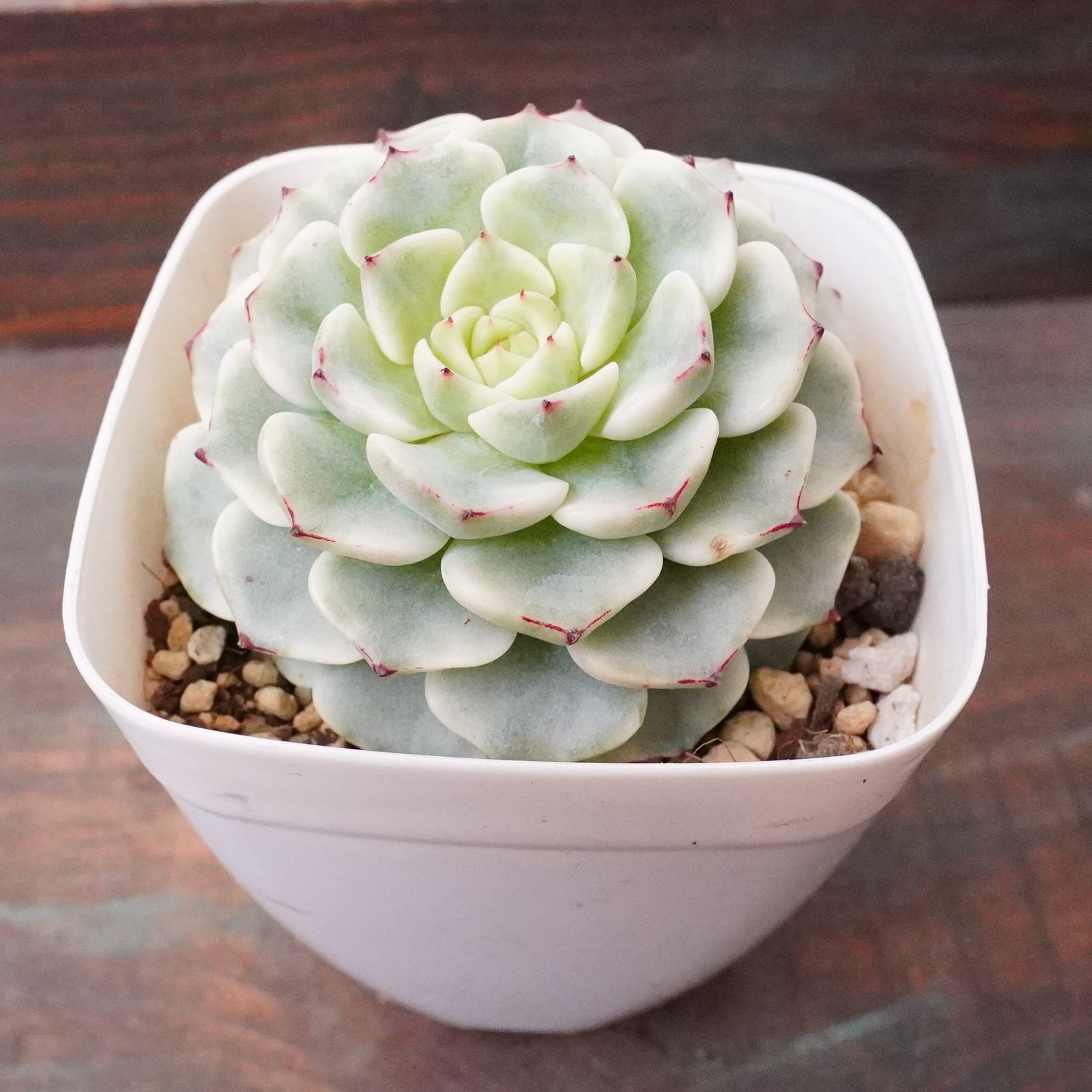 激レア※ 【沙羅姫牡丹錦 2】斑入り エケベリア 極上 韓国多肉 - メルカリ