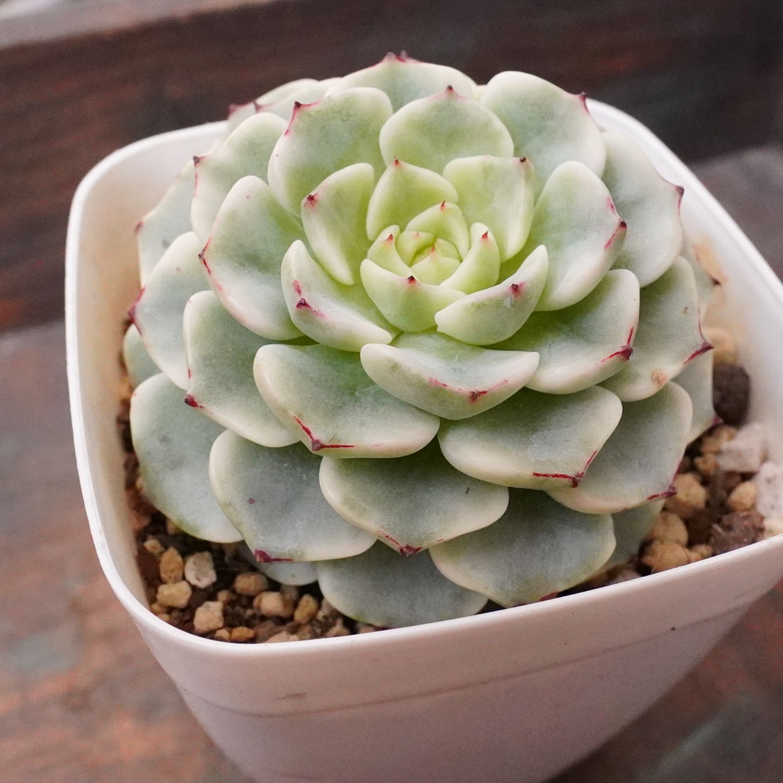 激レア※ 【沙羅姫牡丹錦 2】斑入り エケベリア 極上 韓国多肉 - メルカリ