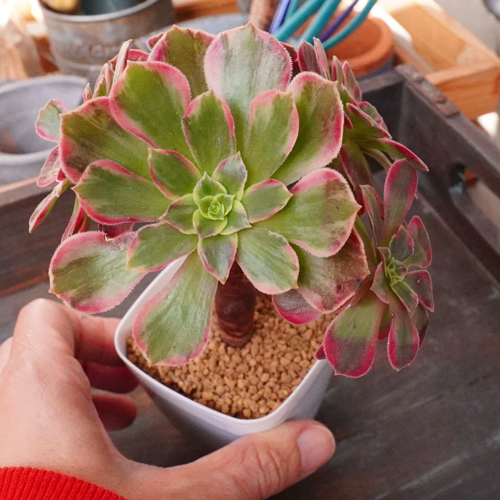 アンナ錦】多肉植物 アエオニウム 斑入り 2.5号プラ鉢 - メルカリ