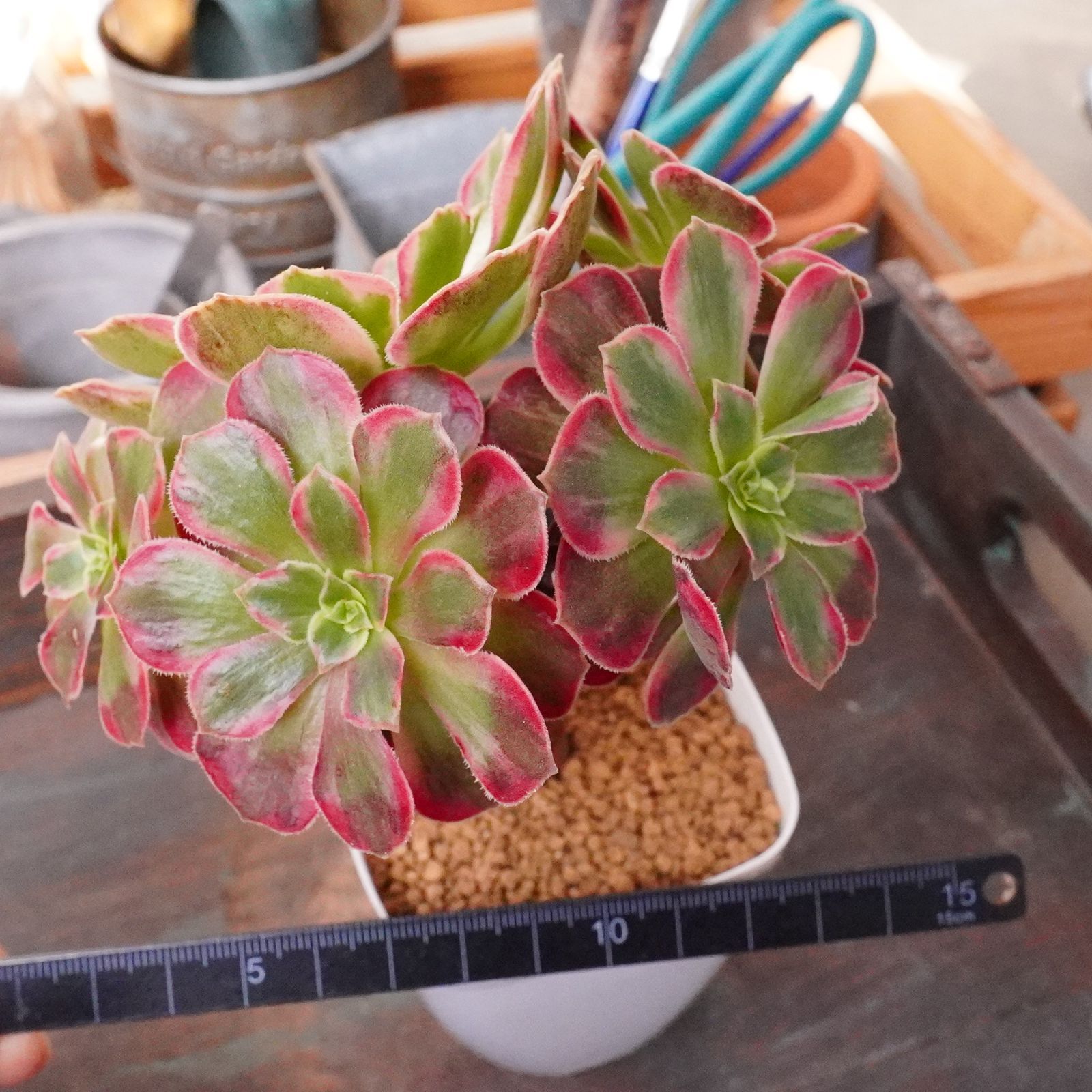 アンナ錦】多肉植物 アエオニウム 斑入り 2.5号プラ鉢 - メルカリ