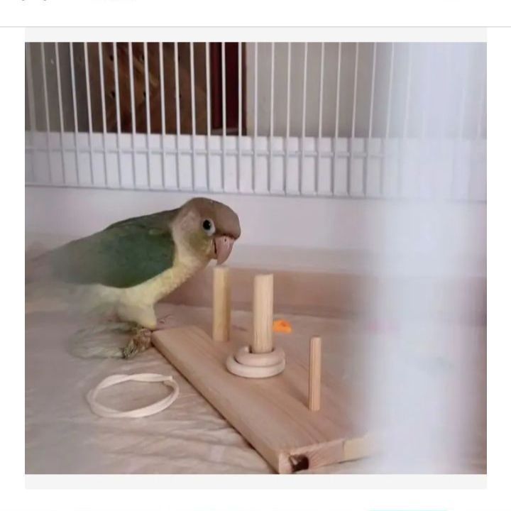 36 ⭐ フォージングトイセット⭐ 輪投げ 棒抜き バードトイ 文鳥