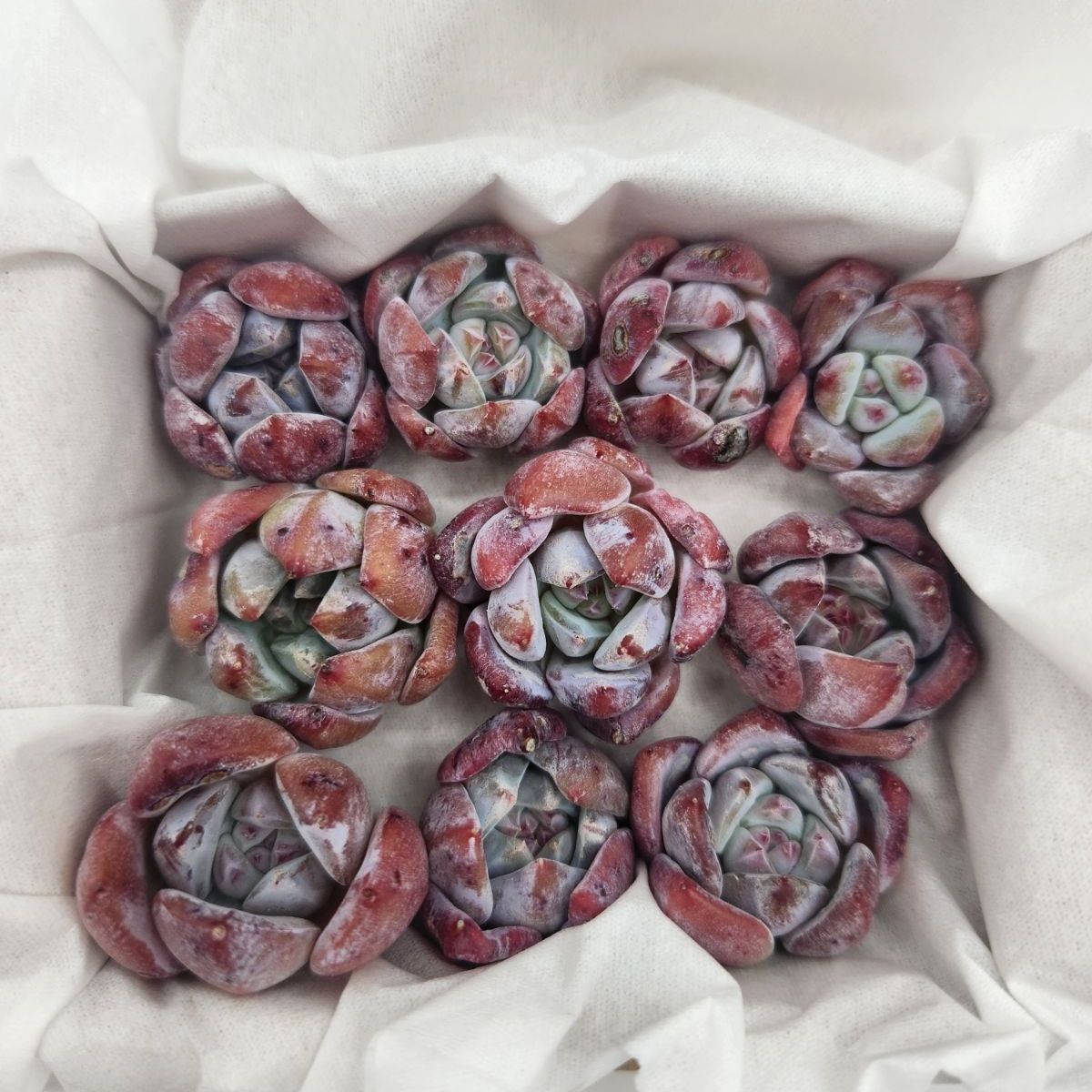 エケベリア ゼリーオレンジ 10個セット（カット苗）多肉植物 - メルカリ