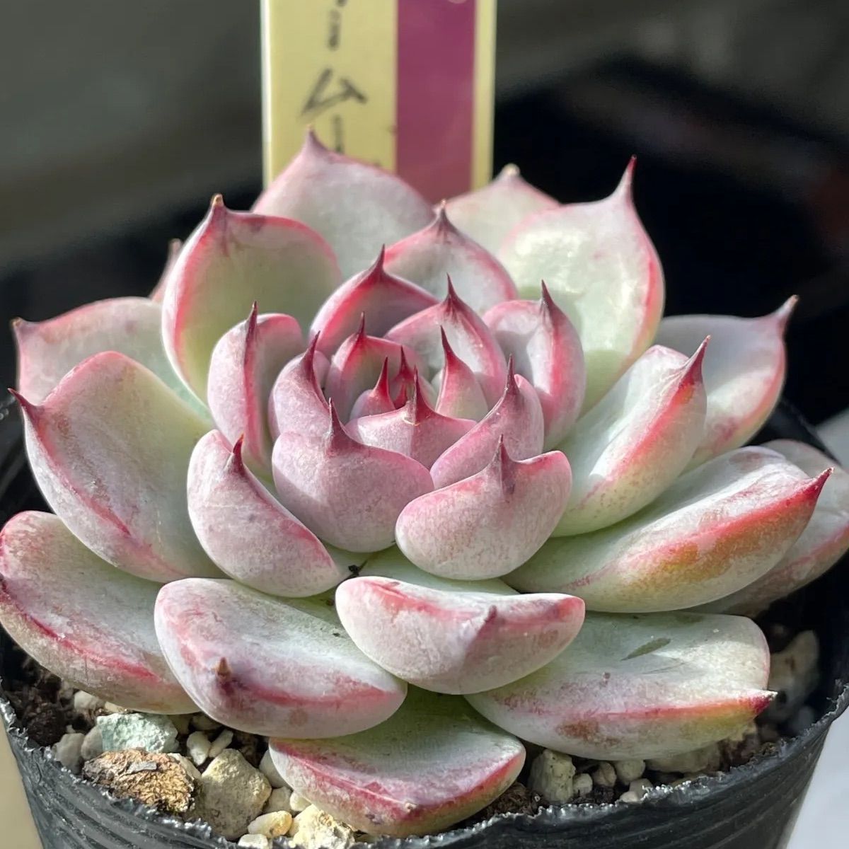 多肉植物ミックスベリア♡❤︎抜き苗(根付き) - メルカリ