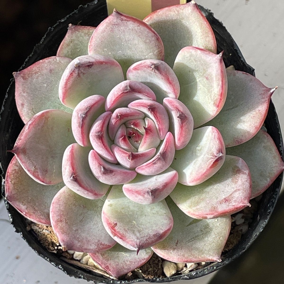 ❤️確認用❤️★B ミックスベリア❤️霜飾り❤️抜き苗♪      ✨メルカリ便✨札なし 多肉植物ミックスベリア♡❤︎抜き苗(根付き) - メルカリ