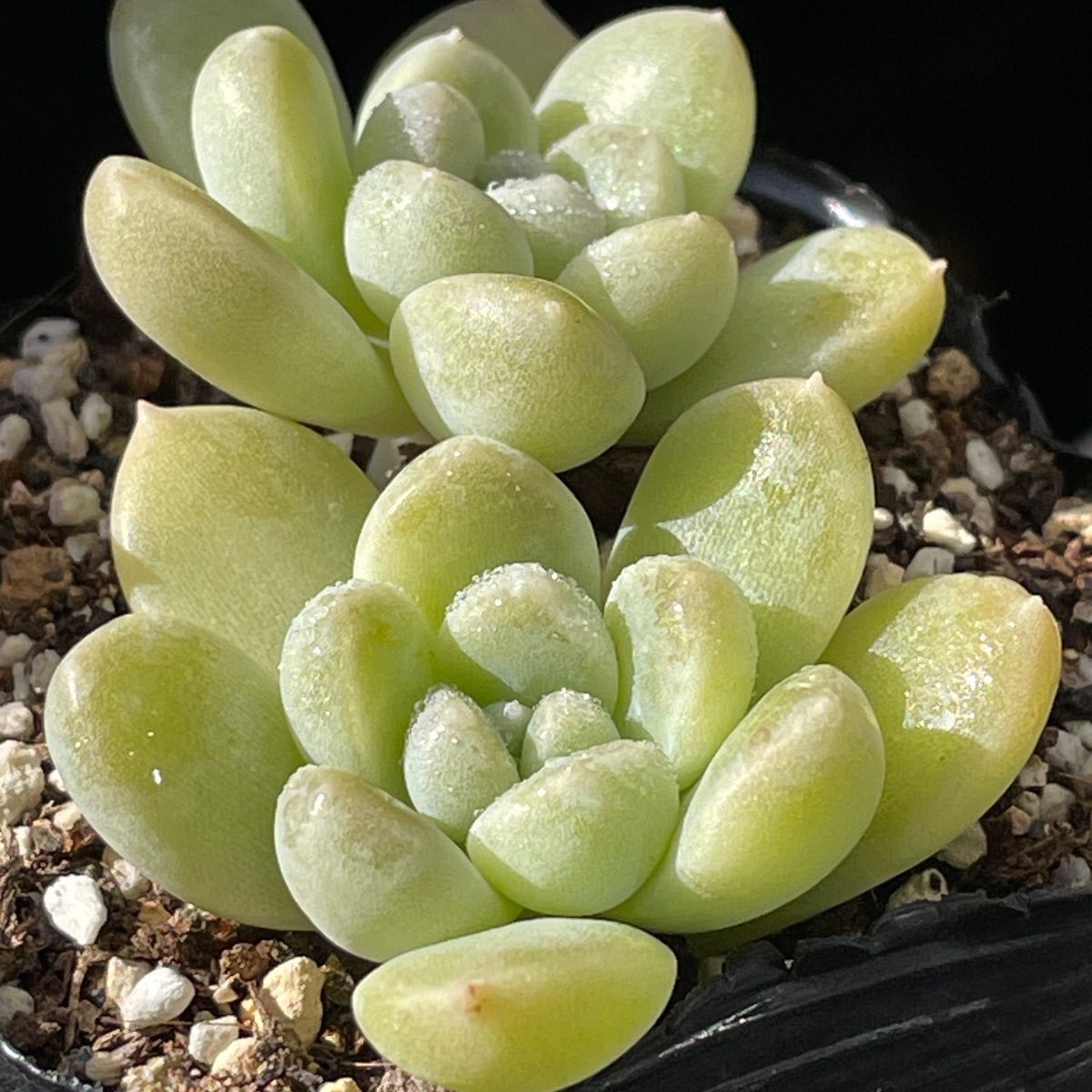 多肉植物つぶつぶ屋さん♡おもち❤︎抜き苗(根付き) - メルカリ