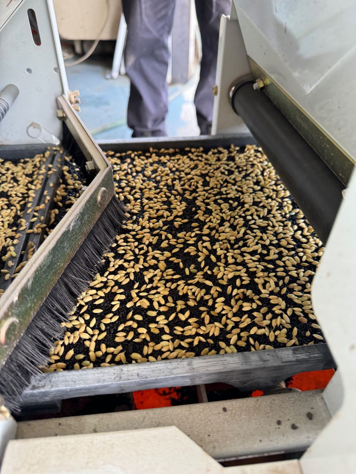 沖縄・北海道・離島専用(即日発送)新米！ヒノヒカリ 令和7年産 玄米10 