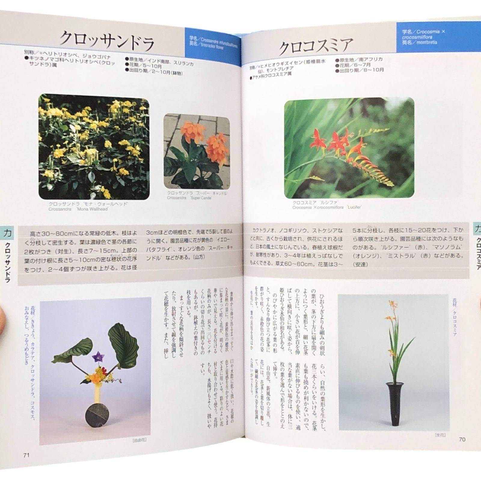 四季 池坊いけばな花材事典 春・夏・秋・冬/周年 全4冊揃い （編