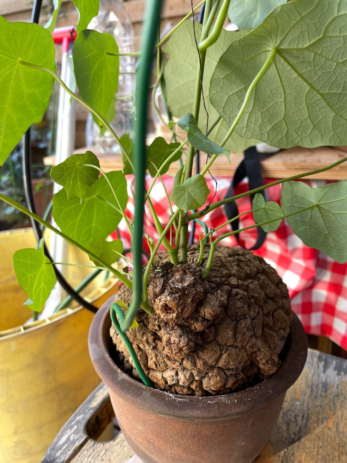 ステファニアスベローサ　大株 ステファニア スベローサ | mana's farm:塊根植物・アガベ・ドライ