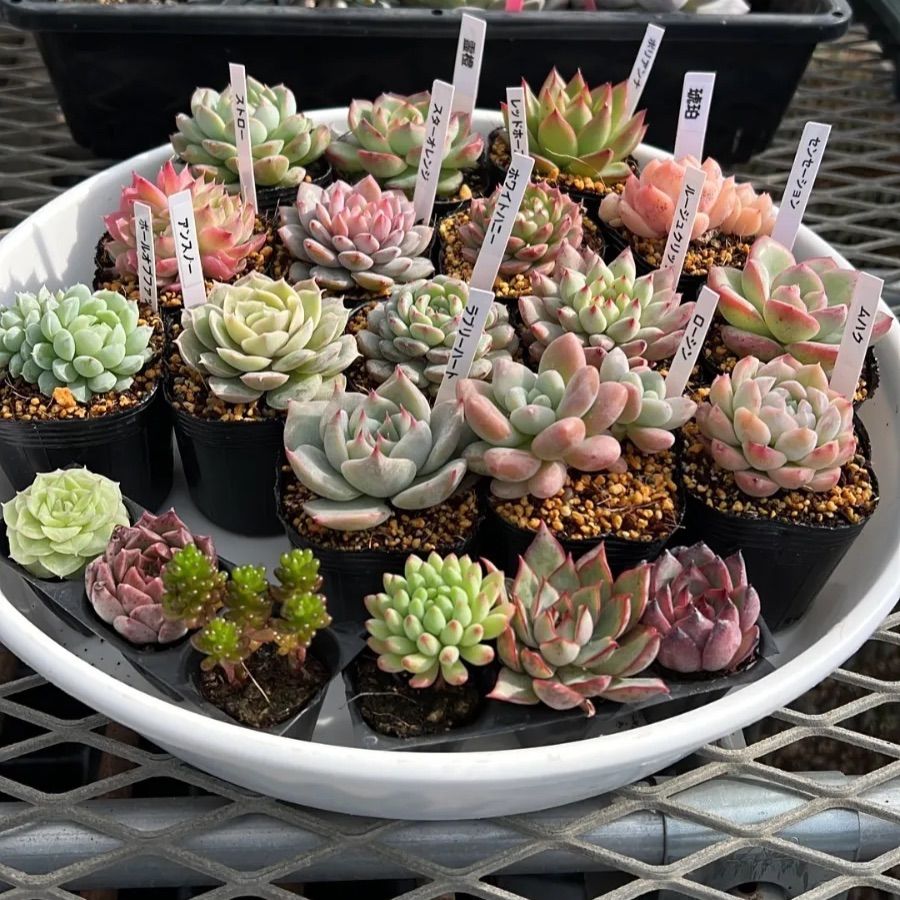 多肉植物 エケベリア 21苗セット プラグ苗 寄せ植え - メルカリ
