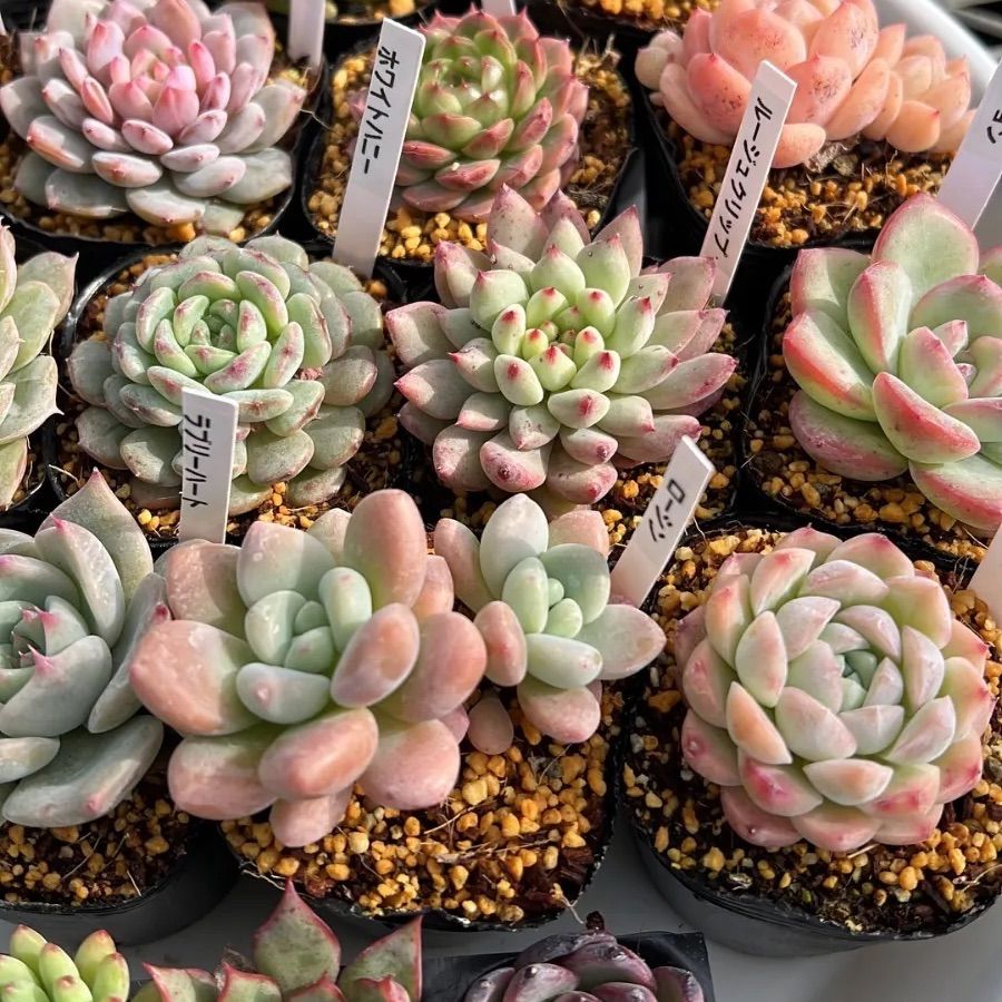 多肉植物 エケベリア 21苗セット プラグ苗 寄せ植え - メルカリ