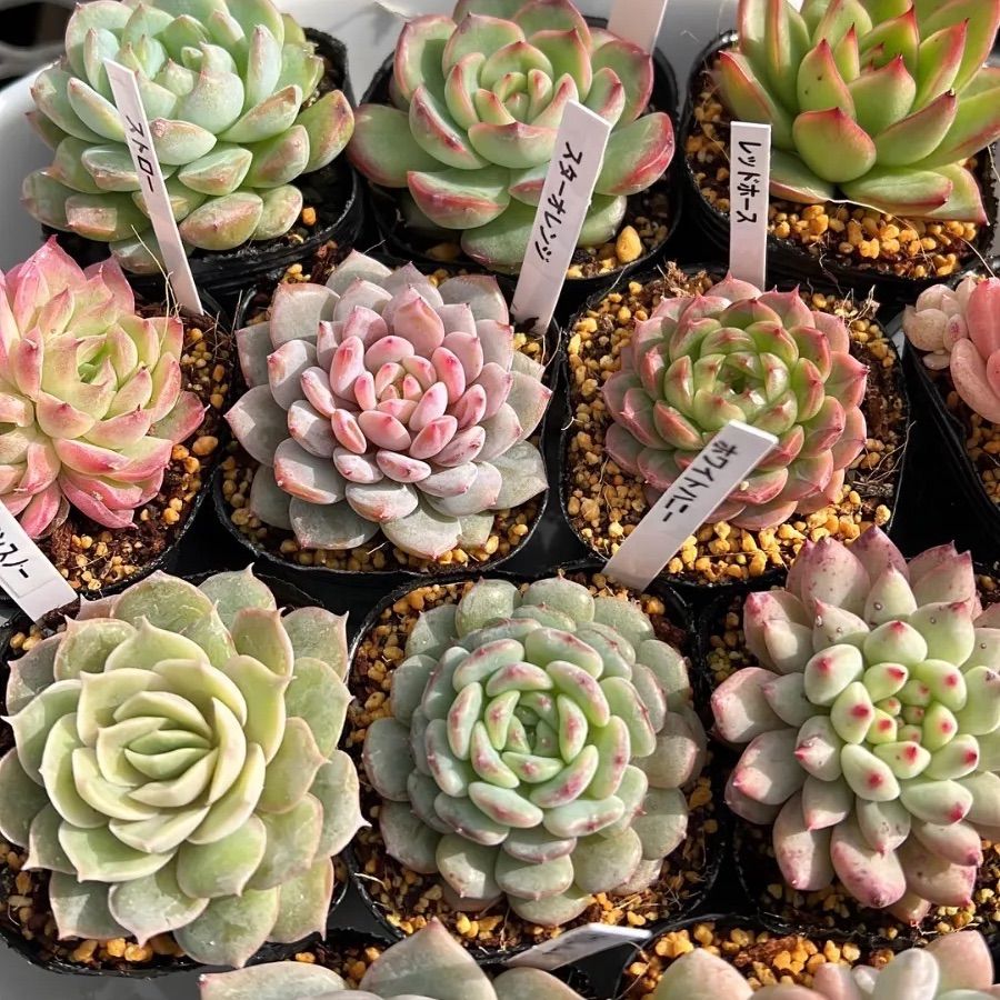 多肉植物 エケベリア 21苗セット プラグ苗 寄せ植え - メルカリ