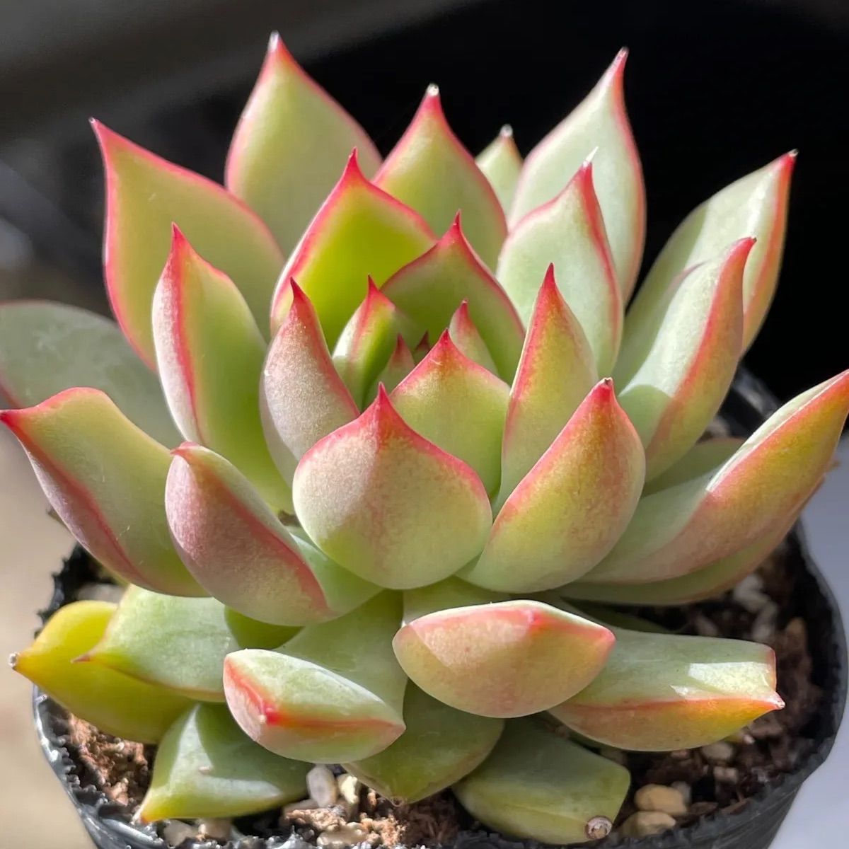 多肉植物♡ピンクドラゴン❤︎抜き苗(根付き) - メルカリ