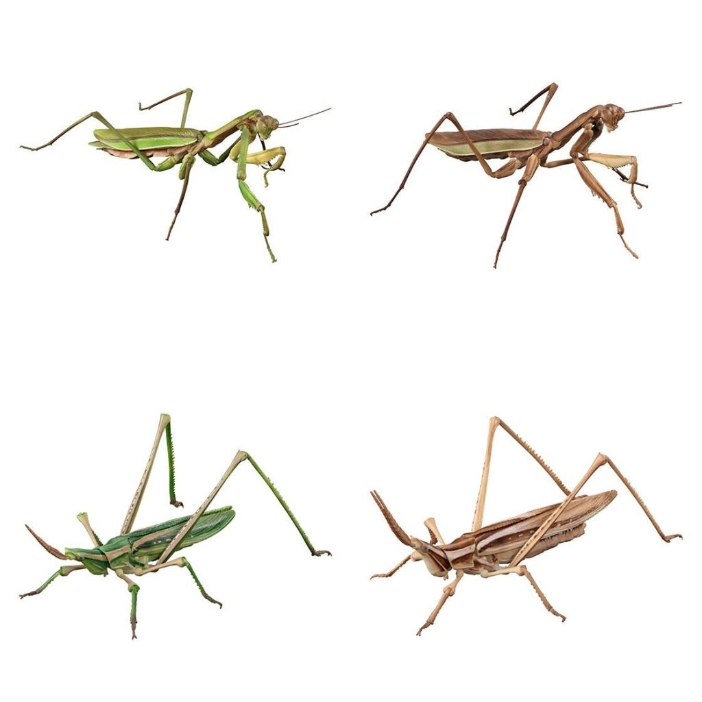 トレーディングフィギュア 全4種セット いきもの大図鑑アドバンス オオカマキリとショウリョウバッタ