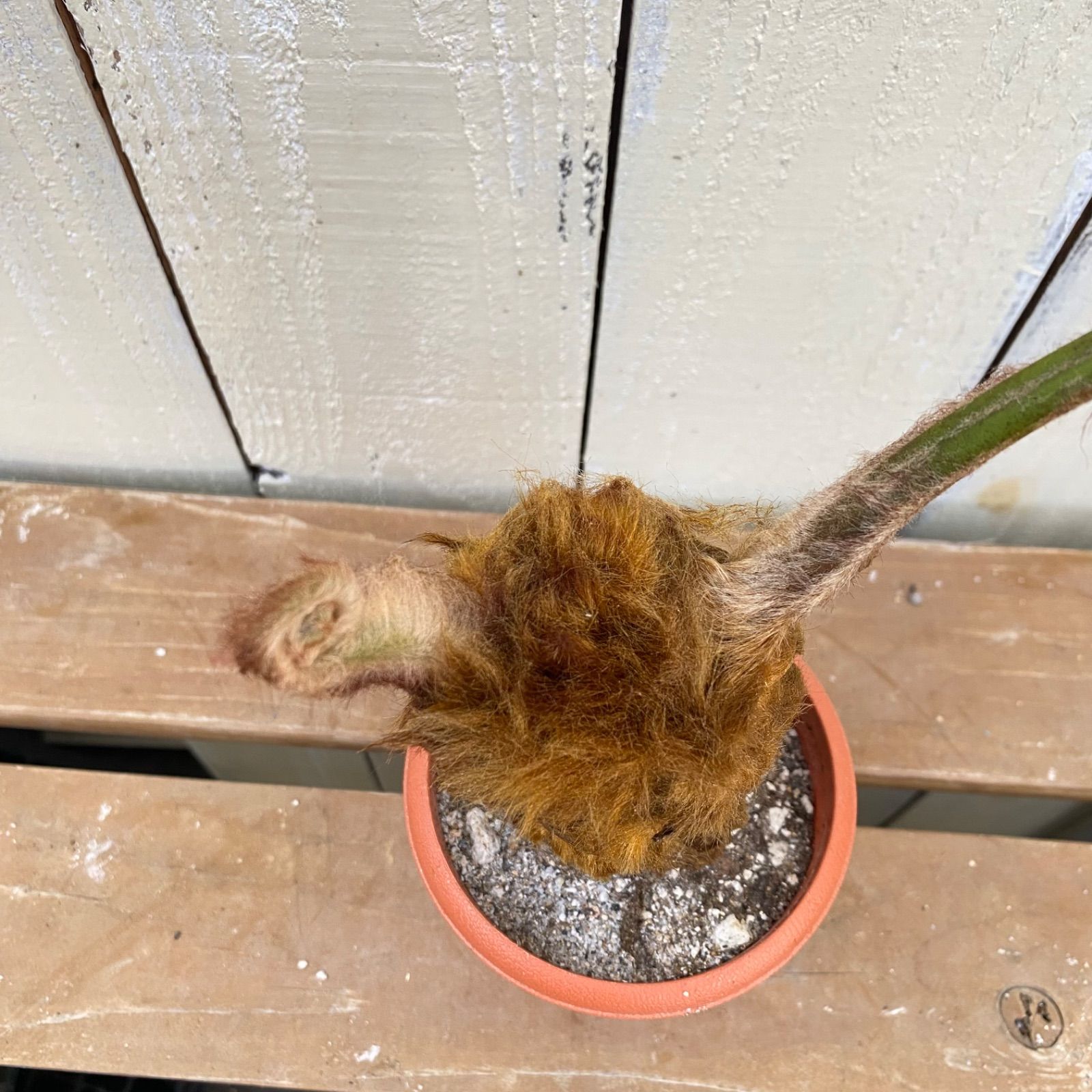 キンモウコウ 2芽