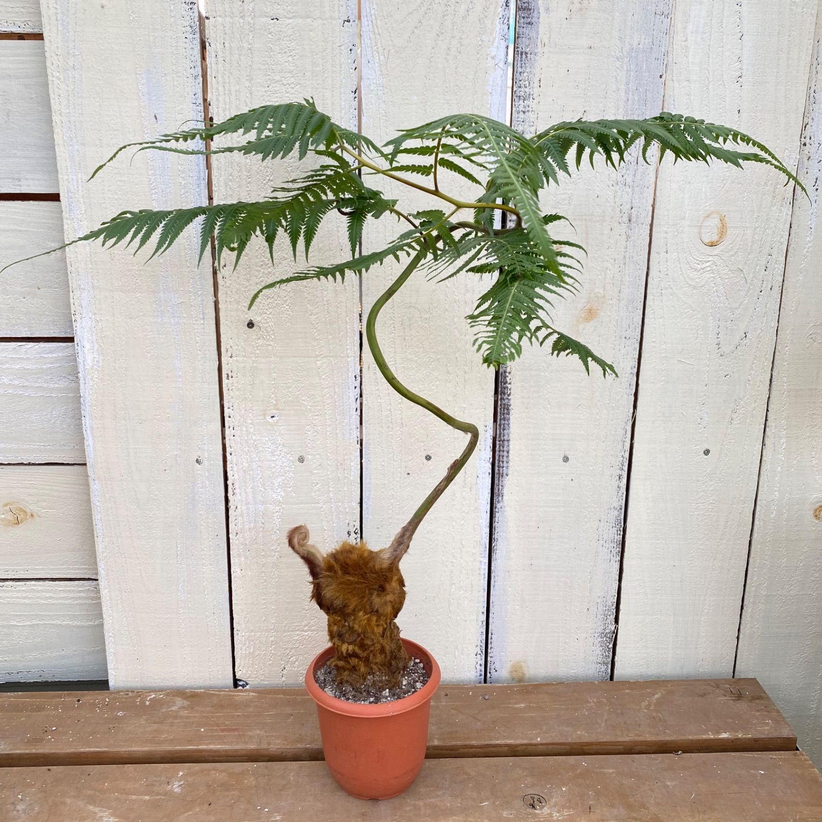 激安 送料込み フードプロセッサー＋ケース付オプションパーツセット1