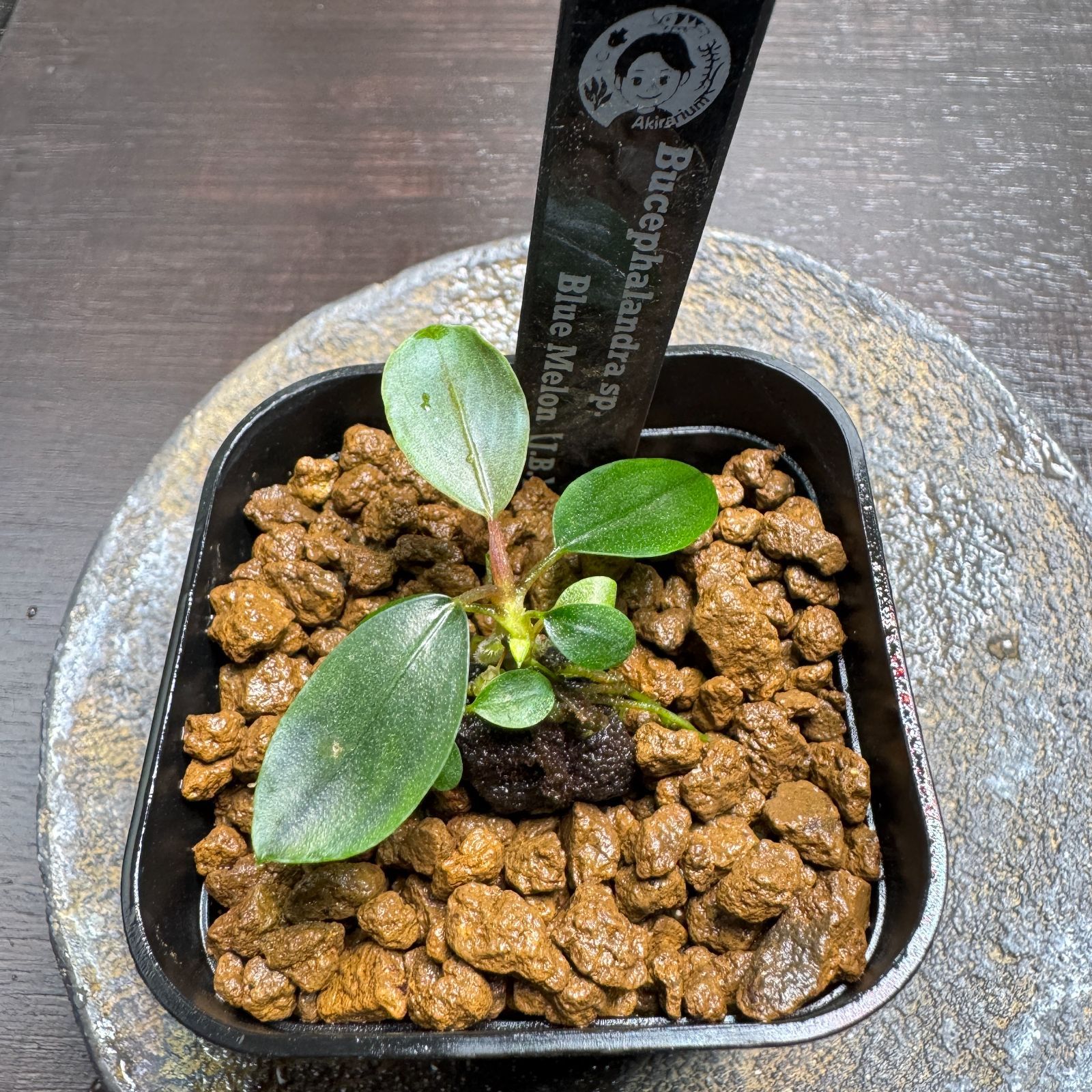 専用ページ】Bucephalandra sp. Blue melon、クダガン、プレミアムモス