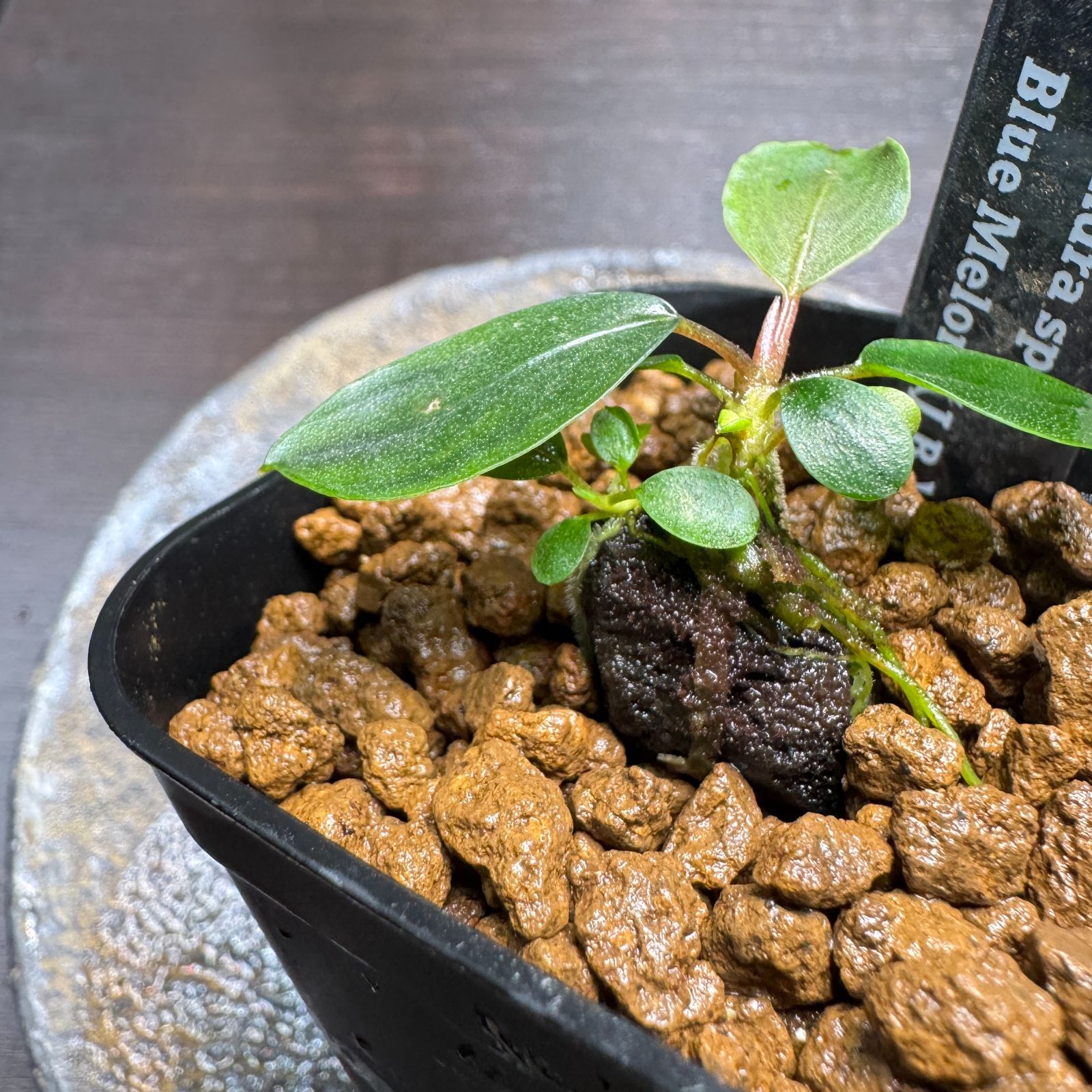 専用ページ】Bucephalandra sp. Blue melon、クダガン、プレミアムモス