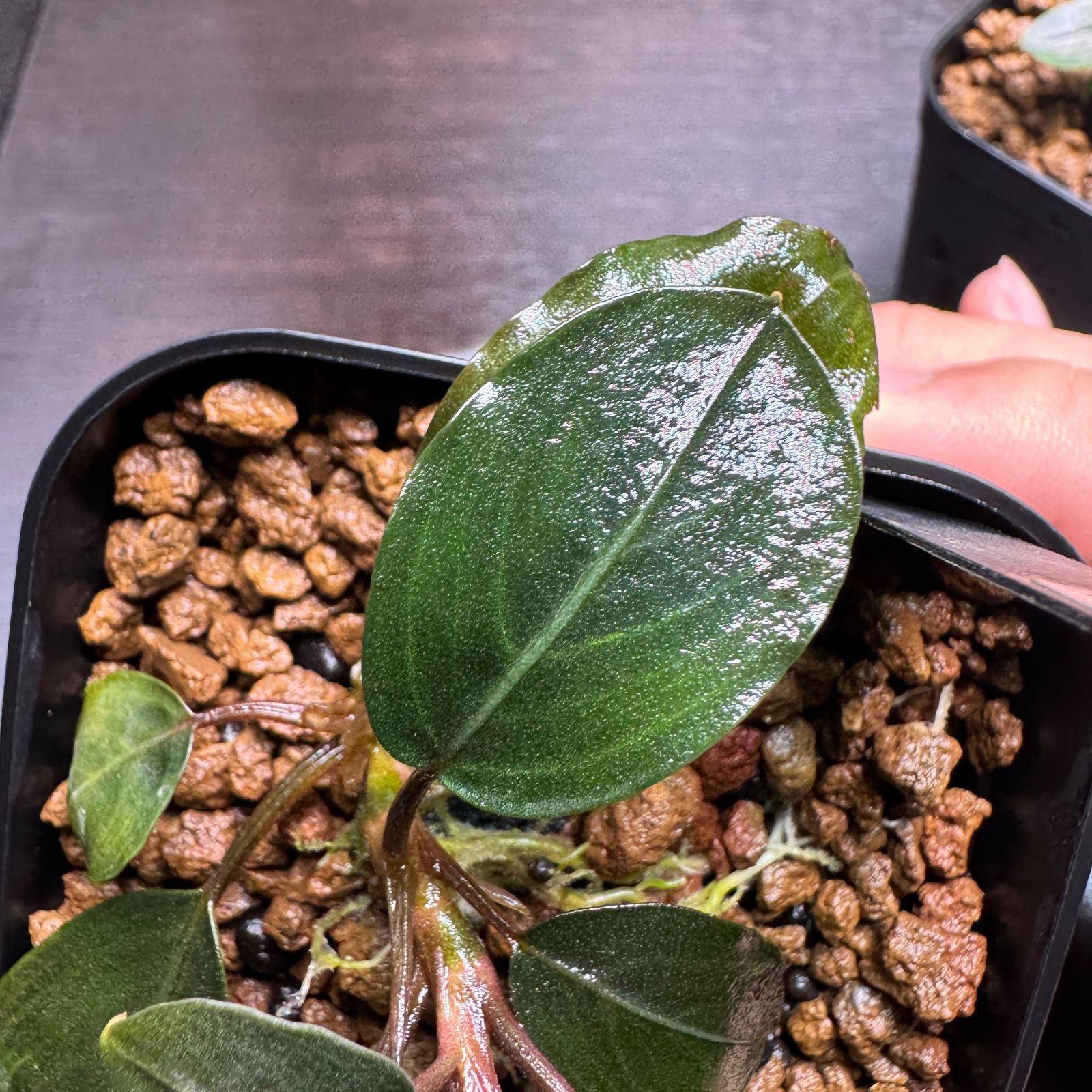 い*中様 【水草】ブセファランドラ sp. Blue Melon　(大株) い*中様 【水草】ブセファランドラ sp. Blue Melon (大株) 一点物