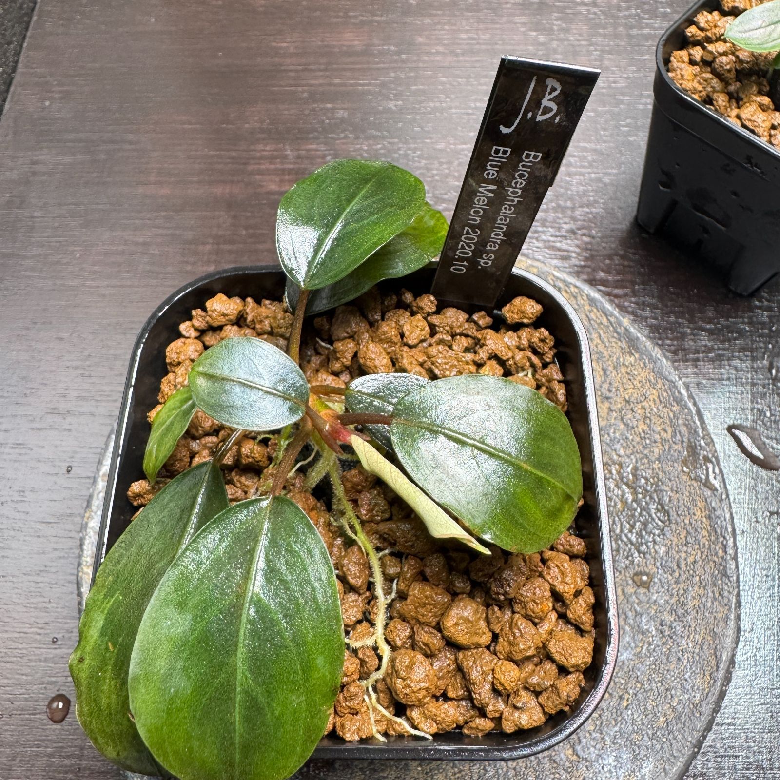 専用ページ】Bucephalandra sp. Blue melon、クダガン、プレミアムモス