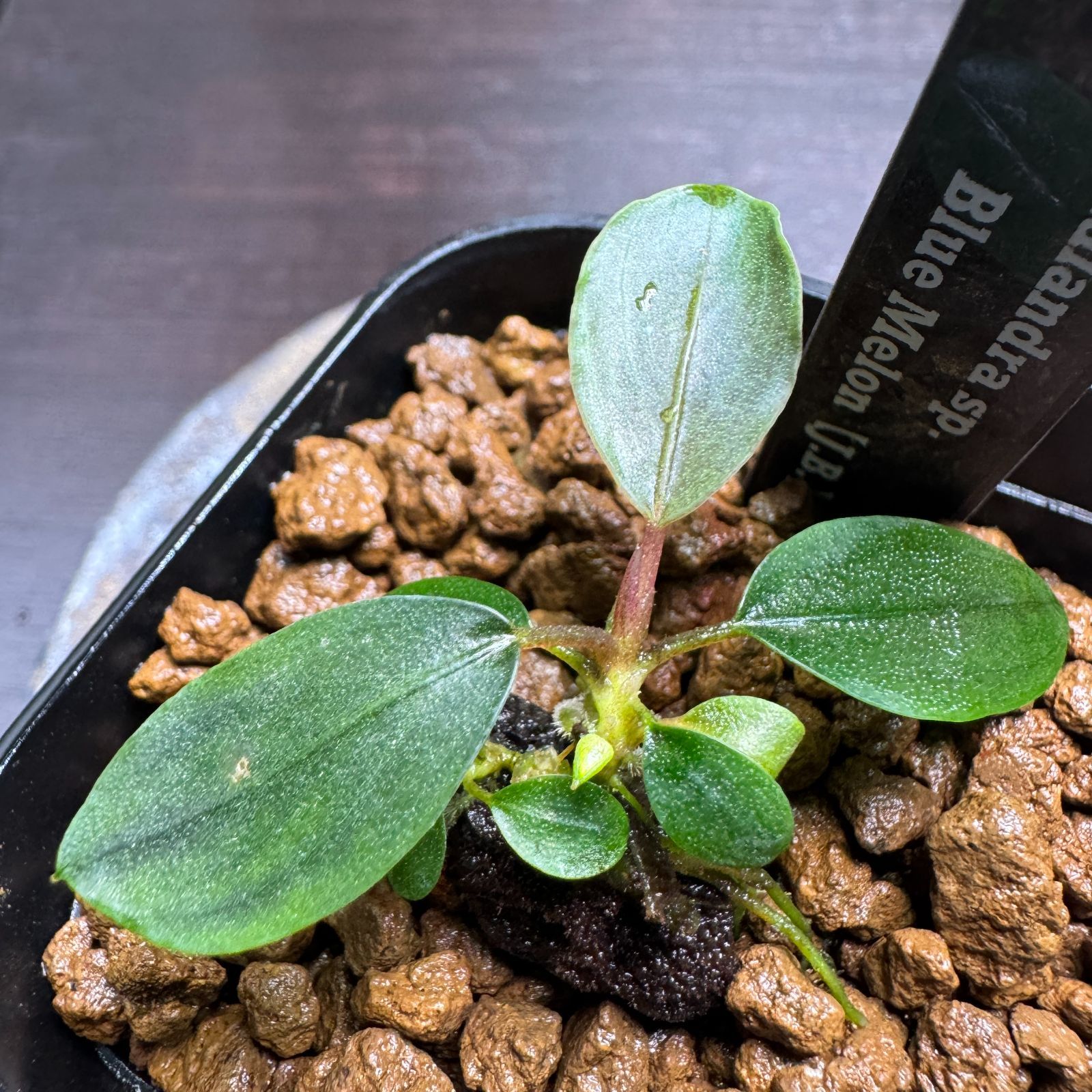 専用ページ】Bucephalandra sp. Blue melon、クダガン、プレミアムモス