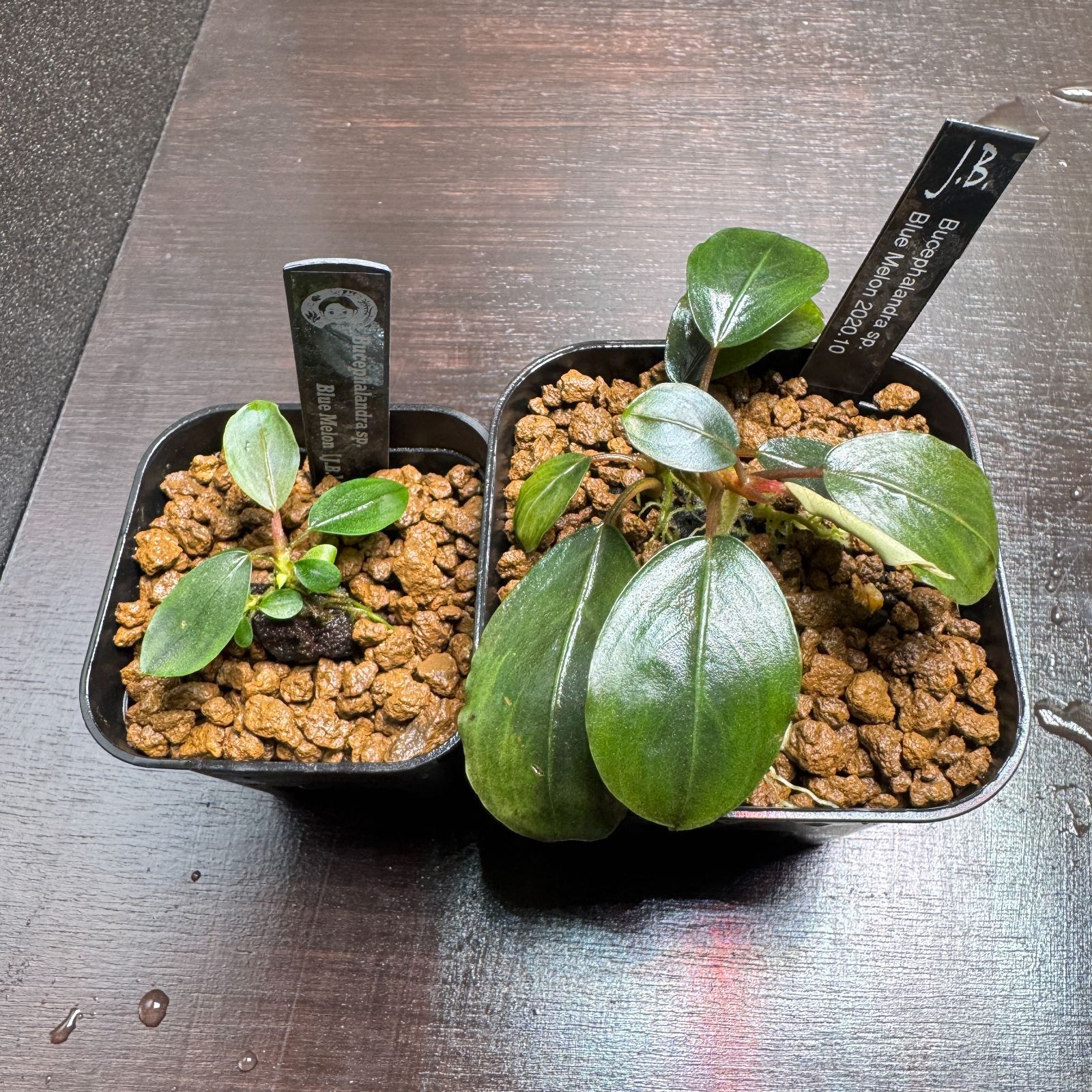 専用ページ】Bucephalandra sp. Blue melon、クダガン、プレミアムモス