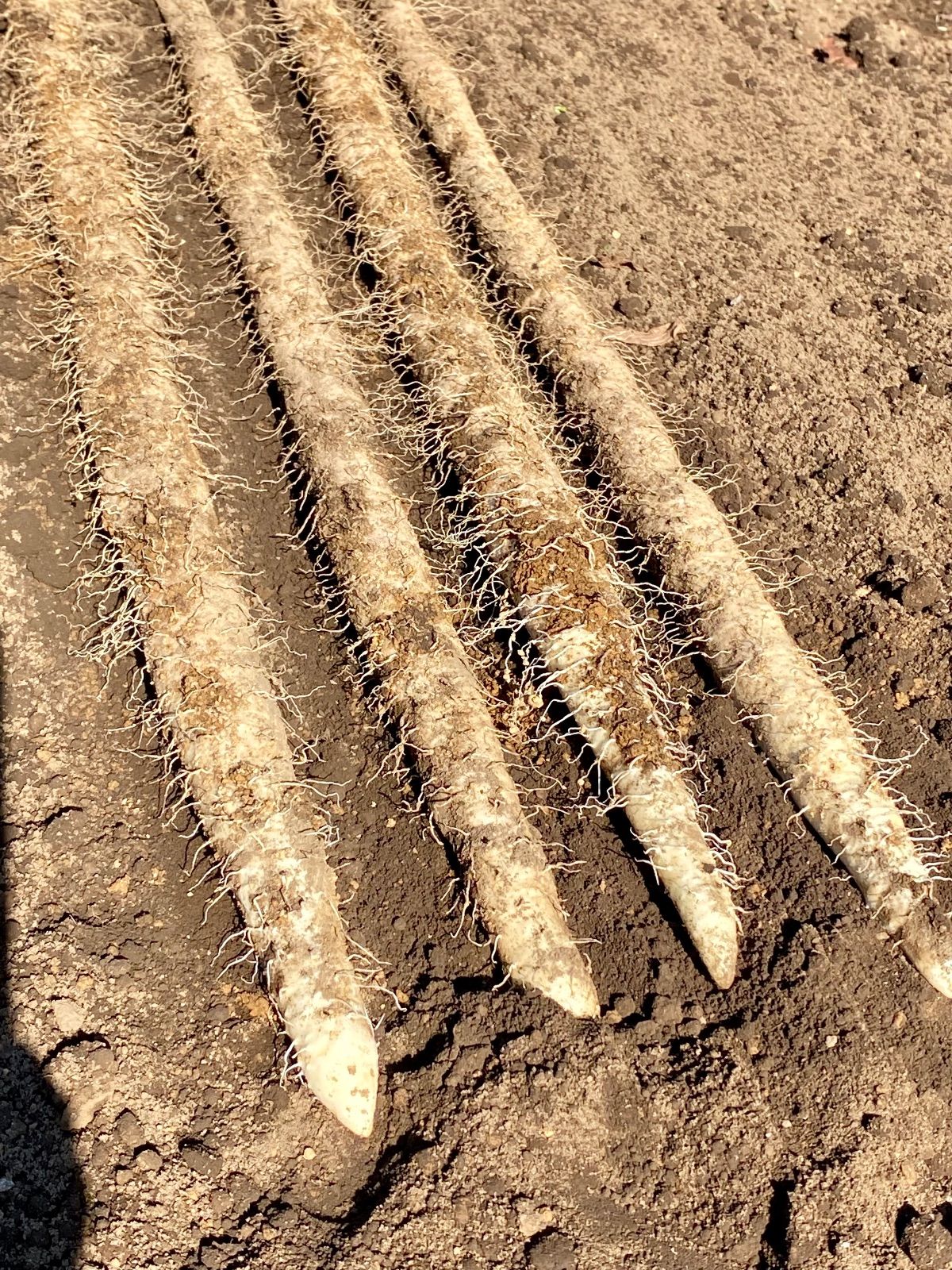 自然薯 2キロ カット品真空パック 千葉県産 あやまる様専用