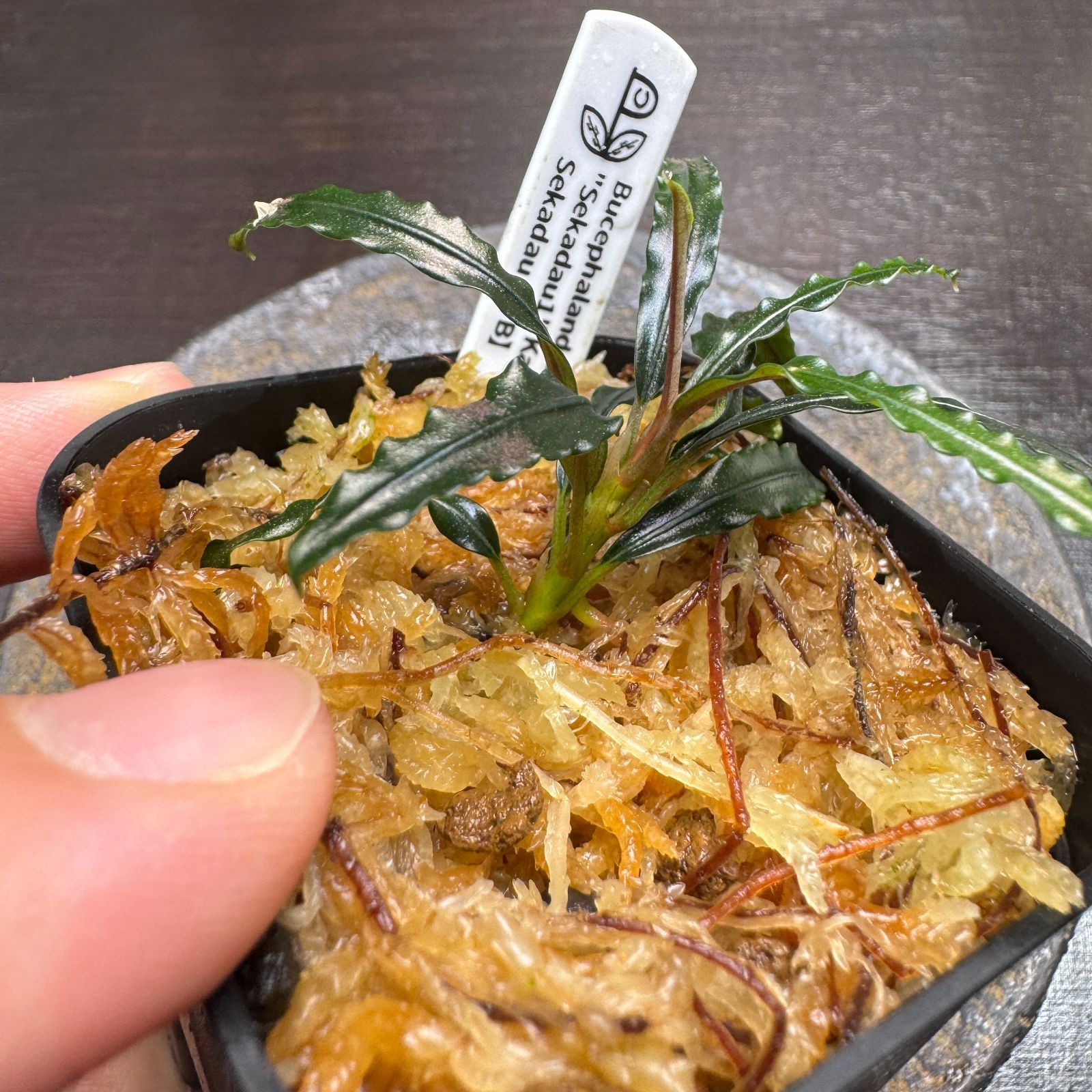 SatoさんBucephalandra 一点物 Bucephalandra sp. Super Blue Red 大株 2020.7 No.49 | 水草