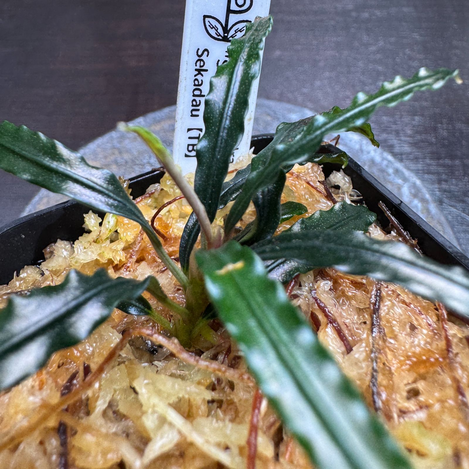 さ*た様 Bucephalandra sp Bucephalandra sp. 