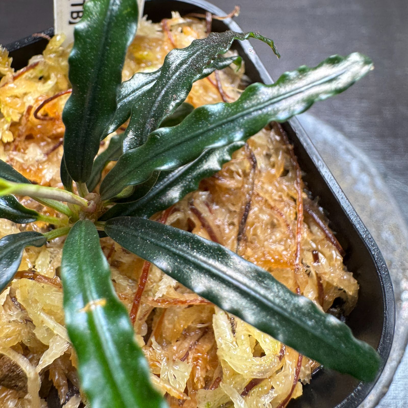 さ*た様 Bucephalandra sp 一点物 Bucephalandra sp. Satan Red 大株 2020.10 No.52 | 水草・観葉