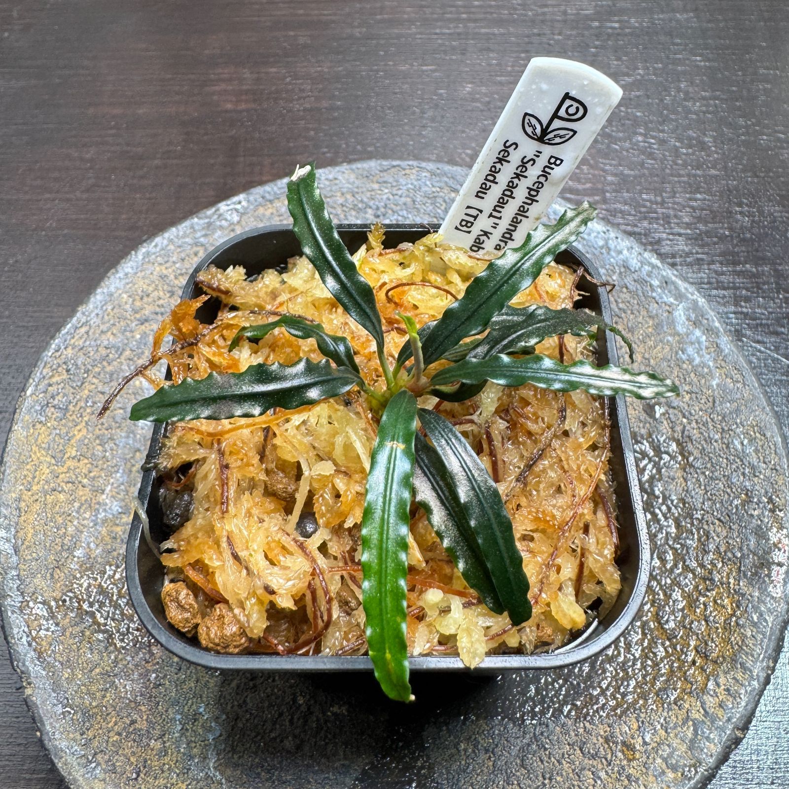 さ*た様 Bucephalandra sp 一点物 Bucephalandra sp. Satan Red 大株 2020.10 No.52 | 水草・観葉