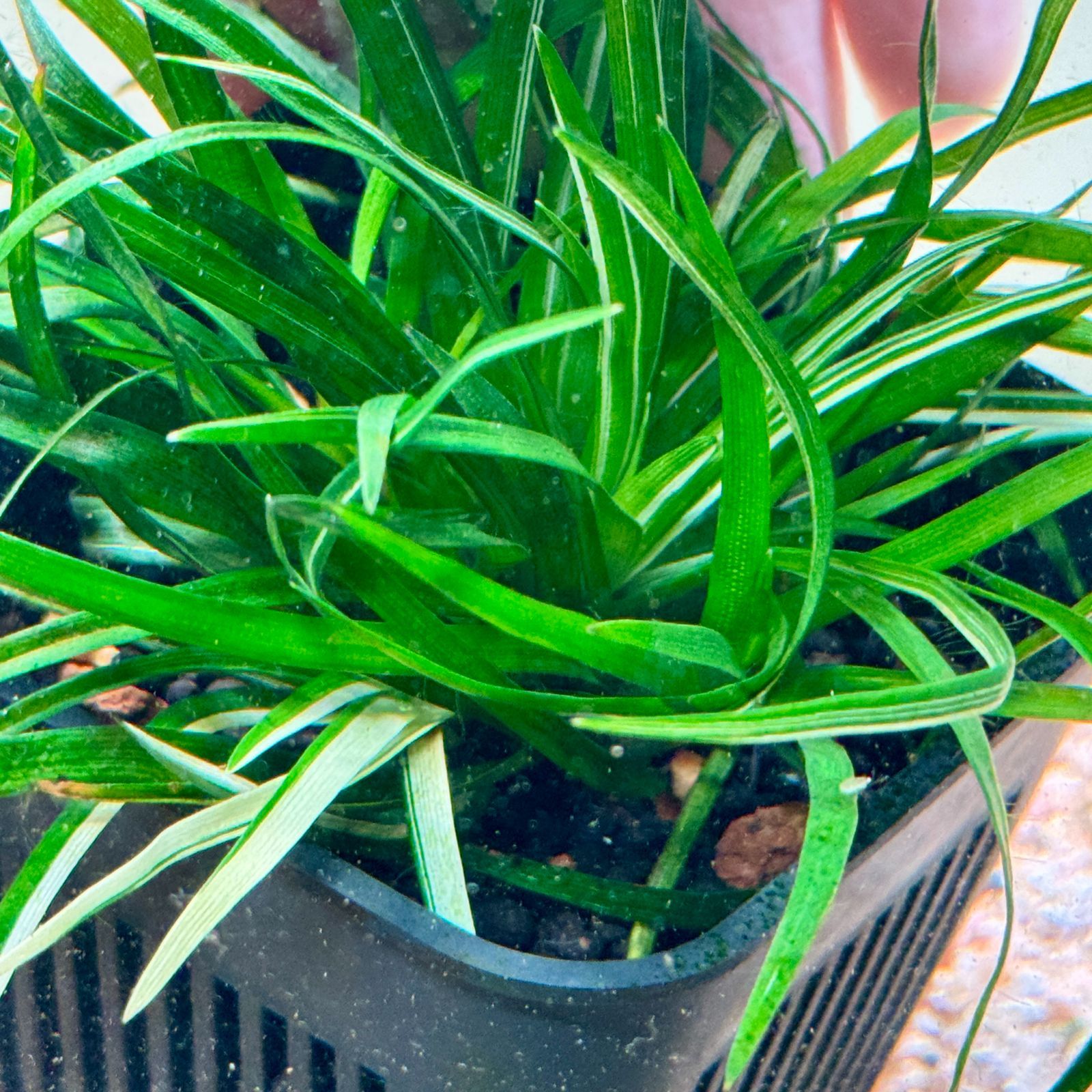 超希少】 ホシクサ・クチホワイト 水中葉1株 アクアリウム 水草 - メルカリ