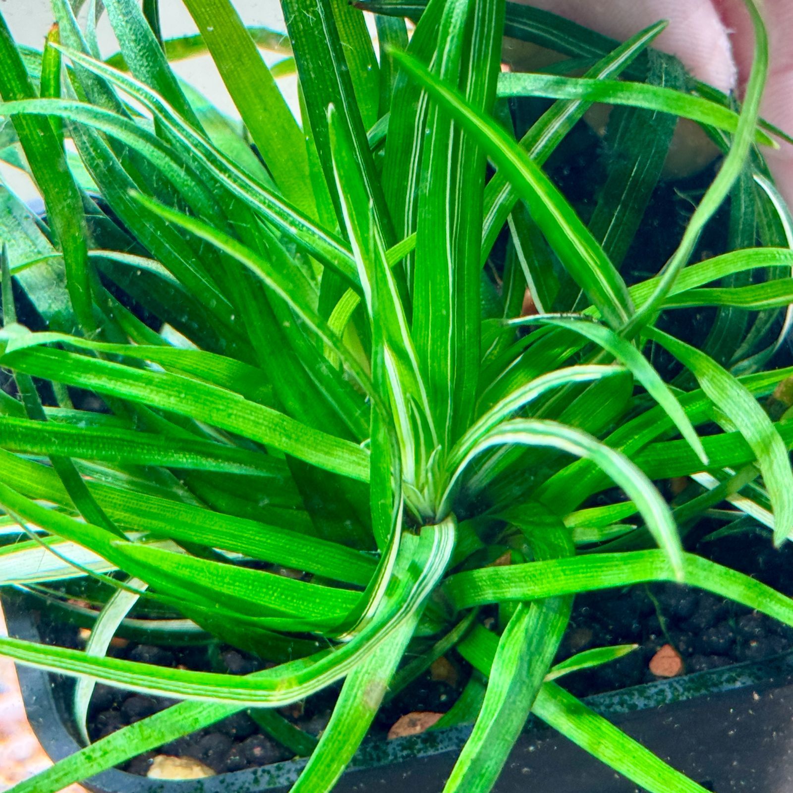 超希少】 ホシクサ・クチホワイト 水中葉1株 アクアリウム 水草 - メルカリ