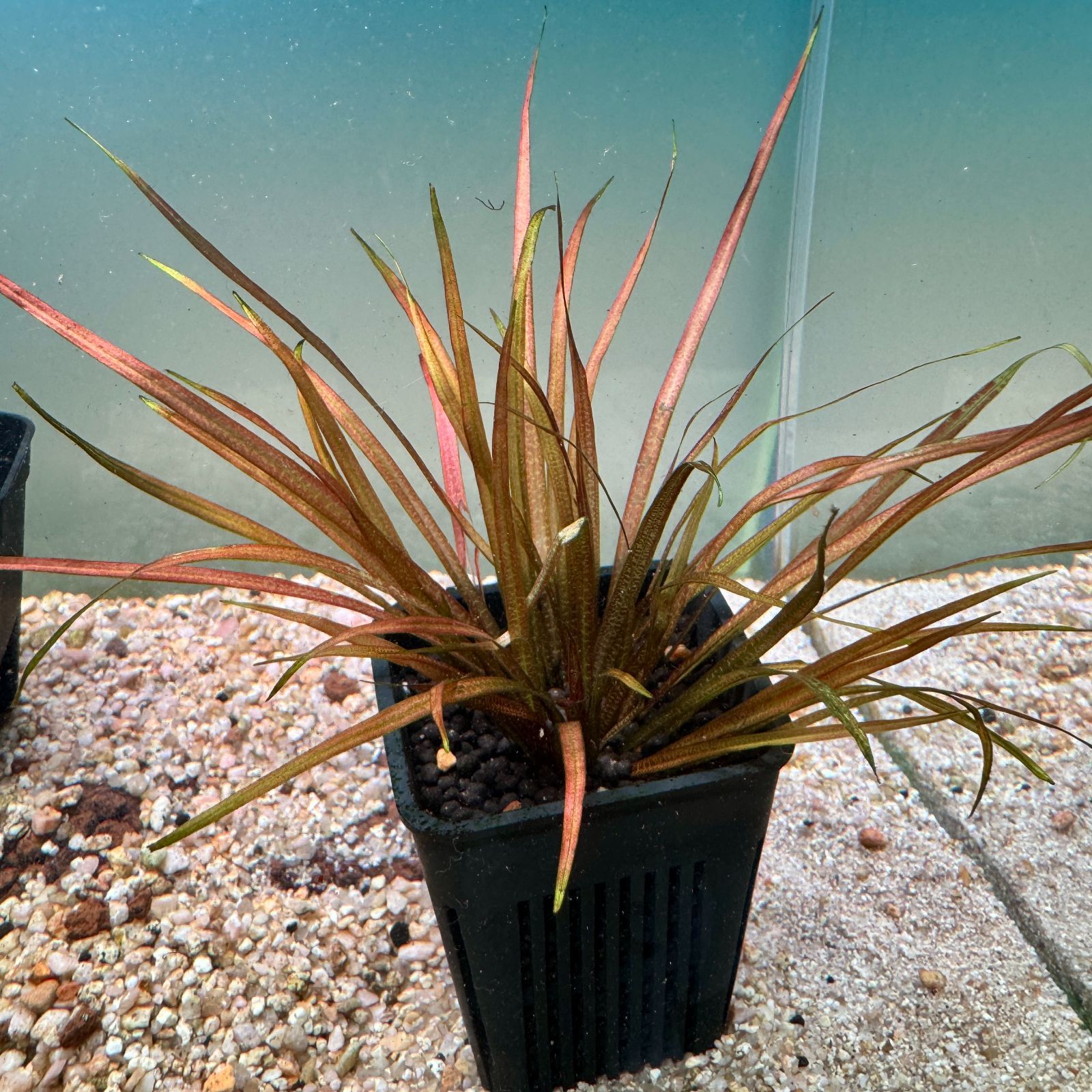 専用出品 クチホワイトセット【イベント開催！】ブリクサ