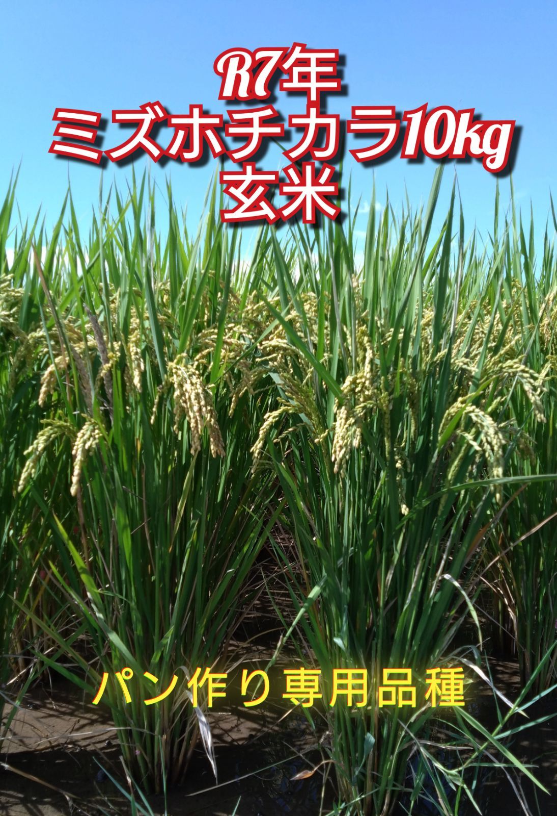 令和7年 自然栽培米 ミズホチカラ10kg玄米 【公式通販】